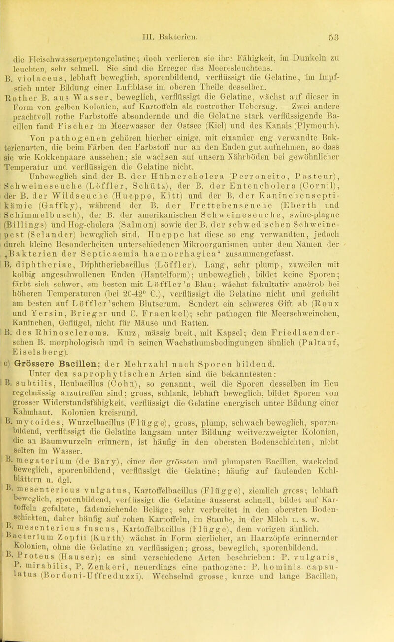 die FleischwasSßrpeptongelatine; doch verlieren sie ihre Fähigkeit, im Dunkeln zu leuchten, sehr schnell. Sie sind die Erreger des Meeresleuchtens. B. violaceus, lebhaft beweglich, sporenbildend, verflüssigt die Gelatine, im Impf- stich unter Bildung einer Luftblase im oberen Theilo desselben. Rotlier B. aus Wasser, beweglich, verflüssigt die Gelatine, wächst auf dieser in Form von gelben Kolonien, auf Kartoffeln als rostrother Ueberzug. — Zwei andere prachtvoll rothe Farbstoffe absondernde und die Gelatine stark verflüssigende Ba- cillen fand Fischer im Meerwasser der Ostsee (Kiel) und des Kanals (Plymouth). Yon pathogenen gehören hierher einige, mit einander eng verwandte Bak- terienarten, die beim Färben den Farbstoff nur an den Enden gut aufnehmen, so dass sie wie Kokkenpaare aussehen; sie wachsen auf unsern Nährböden bei gewöhnlicher Temperatur und verflüssigen die Gelatine nicht. Unbeweglich sind der B. der Hühnercholera (Perroncito, Pasteur), Schweineseuche (Löffler, Schütz), der B. der Entencholera (Cornil), der B. der Wildseuche (Hueppe, Kitt) und der B. der Kanincliensepti- kämie (Gaffky), während der B. der Frettchenseuche (Eberth und Schimmelbusch), der B. der amerikanischen Schweineseuche, swine-plague (Billings) und Hog-cholera (Salmon) sowie der B. der schwedischen Schweine- pest (Sei an der) beweglich sind. Iiueppe hat diese so eng verwandten, jedoch durch kleine Besonderheiten unterschiedenen Mikroorganismen unter dem Namen der „Bakterien der Septicaemia haemorrhagica“ zusammengefasst. B. diphtheriae, Diphtheriebacillus (Löffler). Lang, sehr plump, zuweilen mit kolbig angeschwollenen Enden (Hantelform); unbeweglich, bildet keine Sporen; färbt sich schwer, am besten mit Löffler’s Blau; wächst fakultativ anaerob bei höheren Temperaturen (bei 20-42° C.), verflüssigt die Gelatine nicht und gedeiht am besten auf Löffler’schein Blutserum. Sondert ein schweres Gift ab (Roux und Y er sin, Brieger und C. Fraenkel); sehr pathogen für Meerschweinchen, Kaninchen, Geflügel, nicht für Mäuse und Ratten. B. des Rhinosderoms. Kurz, massig breit, mit Kapsel; dem Friedlaender- sehen B. morphologisch und in seinen Wachsthumsbedingungen ähnlich (Paltauf, Eiseisberg). c) Grössere Bacillen; der Mehrzahl nach Sporen bildend. Unter den saprophytischen Arten sind die bekanntesten: B. subtilis, Ileubacillus (Colin), so genannt, weil die Sporen desselben im Heu regelmässig anzutreffen sind; gross, schlank, lebhaft beweglich, bildet Sporen von grosser Widerstandsfähigkeit, verflüssigt die Gelatine energisch unter Bildung einer Kahmhaut. Kolonien kreisrund. B. mycoides, Wurzelbacillus (Flügge), gross, plump, schwach beweglich, sporen- bildend, verflüssigt die Gelatine langsam unter Bildung weitverzweigter Kolonien, die an Baumwurzeln erinnern, ist häufig in den obersten Bodenschichten, nicht selten im Wasser. B. megaterium (de Bary), einer der grössten und plumpsten Bacillen, wackelnd beweglich, sporenbildend, verflüssigt die Gelatine; häufig auf faulenden Kohl- blättern u. dgl. B. inesentericus vulgatus, Kartoffelbacillus (Flügge), ziemlich gross; lebhaft beweglich, sporenbildend, verflüssigt die Gelatine äusserst schnell, bildet auf Kar- toffeln gefaltete, fadenziehende Beläge; sehr verbreitet in den obersten Boden- schichten, daher häufig auf rohen Kartoffeln, im Staube, in der Milch u. s. w. j- mesentericus fuscus, Kartoffelbacillus (Flügge), dem vorigen ähnlich, lacterium Zopfii (Kurth) wächst in Form zierlicher, an Haarzöpfe erinnernder Kolonien, ohne die Gelatine zu verflüssigen; gross, beweglich, sporenbildend. L. Proteus (Hauser); es sind verschiedene Arten beschrieben: P. vulgaris, P. mirabilis, P. Zenkcri, neuerdings eine pathogene: P. hominis capsu- latus (Bordoni-Uffreduzzi). Wechselnd grosse, kurze und lange Bacillen,