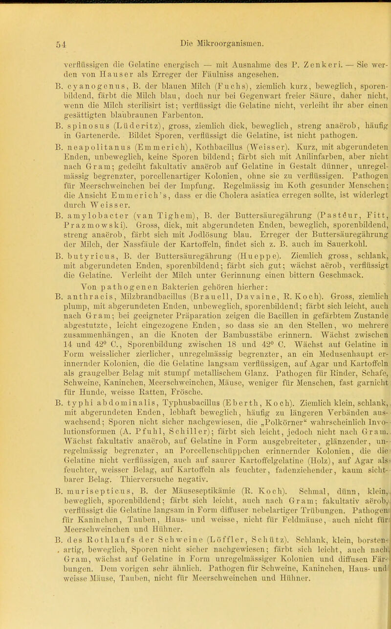 verflüssigen die Gelatine energisch — mit Ausnahme des P. Zenkeri. — Sie wer- den von Ilauser als Erreger der Fiiulniss angesehen. B. cyanogenus, B. der blauen Milch (Fuchs), ziemlich kurz, beweglich, sporen- bildend, färbt die Milch blau, doch nur bei Gegenwart freier Säure, daher nicht, wenn die Milch sterilisirt ist; verflüssigt die Gelatine nicht, verleiht ihr aber einen gesättigten blaubraunen Farbenton. B. spinosus (Lüdei-itz), gross, ziemlich dick, beweglich, streng anaerob, häufig in Gartenerde. Bildet Sporen, verflüssigt die Gelatine, ist nicht pathogen. B. neapolitanus (Emmerich), Kothbacillus (Weisser). Kurz, mit abgerundeten Enden, unbeweglich, keine Sporen bildend; färbt sich mit Anilinfarben, aber nicht nach Gram; gedeiht fakultativ anaerob auf Gelatine in Gestalt dünner, unregel- mässig begrenzter, porcellenartiger Kolonien, ohne sie zu verflüssigen. Pathogen für Meerschweinchen bei der Impfung. Regelmässig im Koth gesunder Menschen; die Ansicht Emmerich’s, dass er die Cholera asiatica erregen sollte, ist widerlegt durch Weisser. B. amylobacter (van Tighem), B. der Buttersäuregährung (Pastöur, Fitt, Prazmowski). Gross, dick, mit abgerundeten Enden, beweglich, sporenbildend, streng anaerob, färbt sich mit Jodlösung blau. Erreger der Buttersäuregährung der Milch, der Nassfäule der Kartoffeln, findet sich z. B. auch im Sauerkohl. B. butyricus, B. der Buttersäuregährung (Ilueppe). Ziemlich gross, schlank, mit abgerundeten Enden, sporenbildend; färbt sich gut; wächst aerob, verflüssigt die Gelatine. Verleiht der Milch unter Gerinnung einen bittern Geschmack. Von pathogenen Bakterien gehören hierher: B. anthracis, Milzbrandbacillus (Br au eil, D avaine, R. Koch). Gross, ziemlich plump, mit abgerundeten Enden, unbeweglich, sporenbildend; färbt sich leicht, auch nach Gram; bei geeigneter Präparation zeigen die Bacillen in gefärbtem Zustande abgestutzte, leicht eingezogene Enden, so dass sie an den Stellen, wo mehrere Zusammenhängen, an die Knoten der Bambusstäbe erinnern. Wächst zwischen 14 und 42° C., Sporenbildung zwischen 18 und 42° C. Wächst auf Gelatine in Form weisslicher zierlicher, unregelmässig begrenzter, an ein Medusenhaupt er- innernder Kolonien, die die Gelatine langsam verflüssigen, auf Agar und Kartoffeln als graugelber Belag mit stumpf metallischem Glanz. Pathogen für Rinder, Schafe, Schweine, Kaninchen, Meerschweinchen, Mäuse, weniger für Menschen, fast garnicht für Hunde, weisse Ratten, Frösche. B. typhi abdominalis, Typhusbacillus (Ebcrth, Ivoch). Ziemlich klein, schlank, mit abgerundeten Enden, lebhaft beweglich, häufig zu längeren Verbänden aus- wachsend; Sporen nicht sicher nachgewiesen, die „Polkörner“ wahrscheinlich Invo- lutionsformen (A. Pfuhl, Schiller); färbt sich leicht, jedoch nicht nach Gram. Wächst fakultativ anaerob, auf Gelatine in Form ausgebreiteter, glänzender, un- regelmässig begrenzter, an Porcellenschiippchen erinnernder Kolonien, die die Gelatine nicht verflüssigen, auch auf saurer Kartoffelgelatine (Holz), auf Agar ais- feuchter, weisser Belag, auf Kartoffeln als feuchter, fadenzichender, kaum sicht- barer Belag. Thierversuche negativ. B. murisepticus, B. der Mäuseseptikämie (R. Koch). Schmal, dünn, klein, beweglich, sporcnbildend; färbt sich leicht, auch nach Gram; fakultativ aerob, verflüssigt die Gelatine langsam in Form diffuser nebelartiger Trübungen. Pathogen für Kaninchen, Tauben, Haus- und weisse, nicht für Feldmäuse, auch nicht für Meerschweinchen und Hühner. B. des Rothlaufs der Schweine (Löffler, Schütz). Schlank, klein, borsten- . artig, beweglich, Sporen nicht sicher nachgewiesen; färbt sich leicht, auch nach, Gram, wächst auf Gelatine in Form unregelmässiger Kolonien und diffusen Fär- bungen. Dem vorigen sehr ähnlich. Pathogen für Schweine, Kaninchen, Haus- und; weisse Mäuse, Tauben, nicht für Meerschweinchen und Hühner.