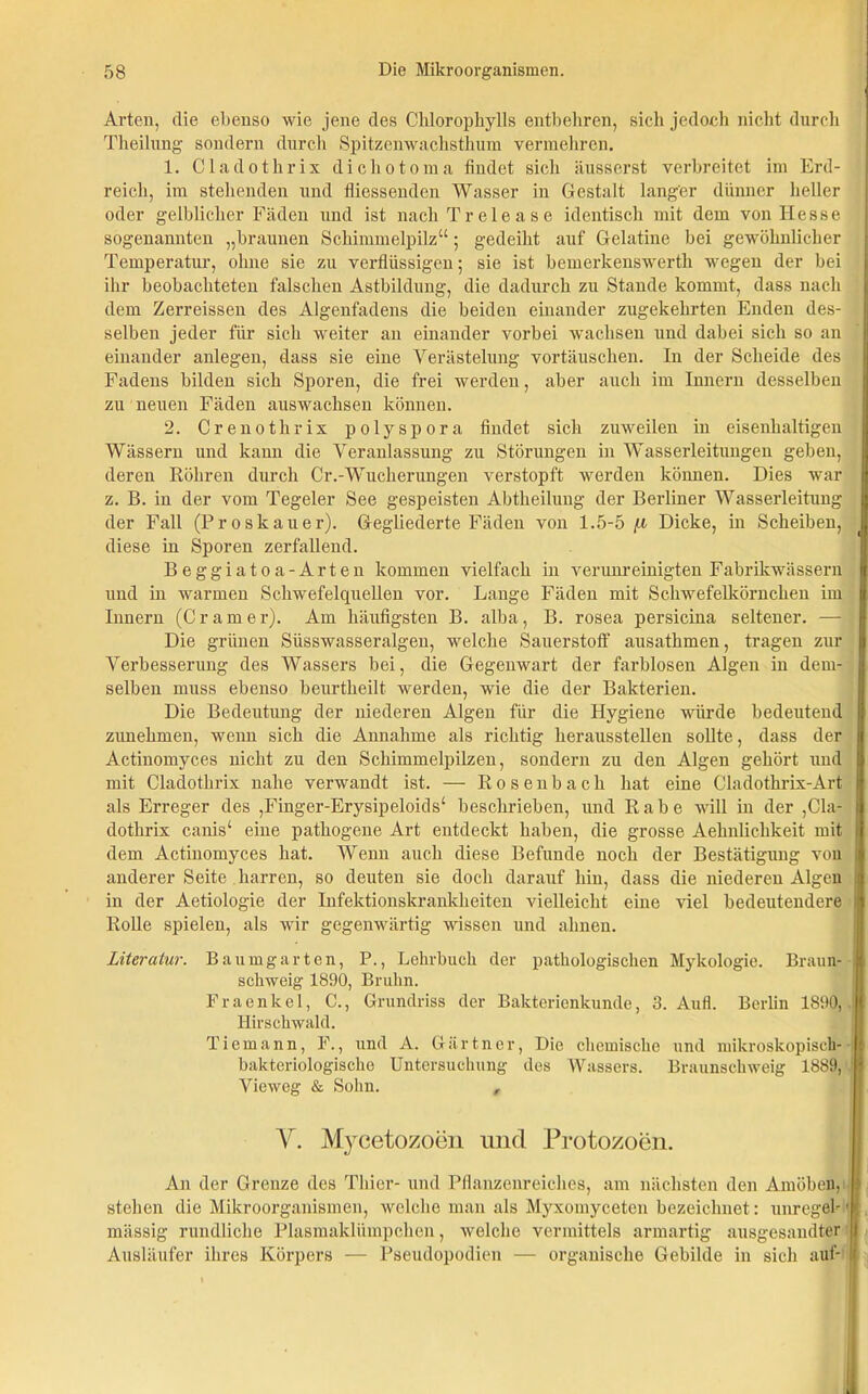 Arten, die ebenso wie jene des Chlorophylls entbehren, sich jedoch nicht durch Theilung sondern durch Spitzenwachsthum vermehren. 1. Cladothrix dichotoma findet sich äusserst verbreitet im Erd- reich, im stellenden und fliessenden Wasser in Gestalt langer dünner heller oder gelblicher Fäden und ist nach Trelease identisch mit dem von Hesse sogenannten „braunen Schimmelpilz“; gedeiht auf Gelatine bei gewöhnlicher Temperatur, ohne sie zu verflüssigen; sie ist bemerkenswerth wegen der bei ihr beobachteten falschen Astbildung, die dadurch zu Stande kommt, dass nach dem Zerreissen des Algenfadens die beiden einander zugekehrten Enden des- selben jeder für sich weiter an einander vorbei wachsen und dabei sich so an einander anlegen, dass sie eine Verästelung vortäuschen. In der Scheide des Fadens bilden sich Sporen, die frei werden, aber auch im Innern desselben zu neuen Fäden auswachsen können. 2. Crenotlirix polyspora findet sich zuweilen in eisenhaltigen Wässern und kann die Veranlassung zu Störungen in Wasserleitungen geben, deren Röhren durch Cr.-Wucherungen verstopft werden können. Dies war z. B. in der vom Tegeler See gespeisten Abtheilung der Berliner Wasserleitung der Fall (Proskauer). Gegliederte Fäden von 1.5-5/u Dicke, in Scheiben, diese in Sporen zerfallend. Beggiatoa-Arten kommen vielfach in verunreinigten Fabrikwässern und in warmen Schwefelquellen vor. Lange Fäden mit Schwefelkörnchen im Innern (Cr am er). Am häufigsten B. alba, B. rosea persicina seltener. — Die grünen Süsswasseralgen, welche Sauerstoff ausathmen, tragen zur Verbesserung des Wassers bei, die Gegenwart der farblosen Algen in dem- selben muss ebenso beurtheilt werden, wie die der Bakterien. Die Bedeutung der niederen Algen für die Hygiene würde bedeutend zunehmen, wenn sich die Annahme als richtig herausstellen sollte, dass der Actinomyces nicht zu den Schimmelpilzen, sondern zu den Algen gehört und mit Cladothrix nahe verwandt ist. — Rosenbach hat eine Cladothrix-Art als Erreger des ,Finger-Erysipeloids‘ beschrieben, und Rabe will in der ,Cla- dothrix canis‘ eine pathogene Art entdeckt haben, die grosse Aehulichkeit mit ( dem Actinomyces hat. Wenn auch diese Befunde noch der Bestätigung von i anderer Seite harren, so deuten sie doch darauf hin, dass die niederen Algen in der Aetiologie der Infektionskrankheiten vielleicht eine viel bedeutendere Rolle spielen, als wir gegenwärtig wissen und ahnen. Literatur. Baumgarten, P., Lehrbuch der pathologischen Mykologie. Braun- j schweig 1890, Bruhn. Fraenkel, C., Grundriss der Bakterienkunde, 3. Aufl. Berlin 1890, Hirschwald. Tiemann, F., und A. Gärtner, Die chemische und mikroskopisch- bakteriologische Untersuchung des Wassers. Braunschweig 1889, Vieweg & Sohn. , V. Mycetozoen und Protozoen. An der Grenze des Thier- und Pflanzenreiches, am nächsten den Amöben, stehen die Mikroorganismen, welche man als Myxomycetcn bezeichnet: unregel-' mässig rundliche Plasmaklümpchen, welche vermittels armartig ausgesandter Ausläufer ihres Körpers — Pseudopodien — organische Gebilde in sich auf-