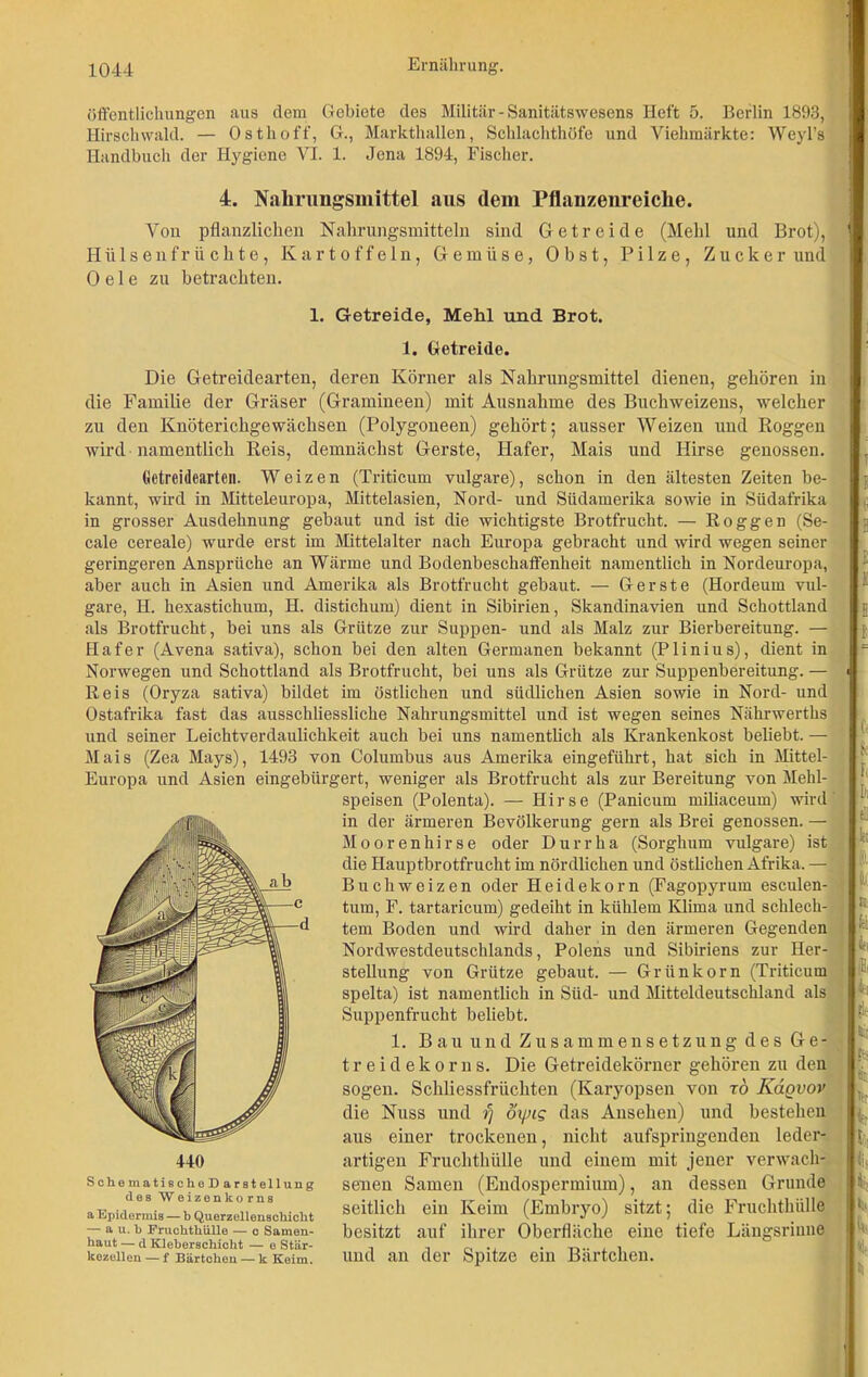 öffentlichungen aus dem Gebiete des Militär - Sanitätswesens Heft 5. Berlin 1893, Hirschwald. — Osthoff, G., Markthallen, Schlachthöfe und Viehmärkte: Weyl’s Handbuch der Hygiene VI. 1. Jena 1894, Fischer. 4. Nahrungsmittel aus dem Pflanzenreiche. Von pflanzlichen Nahrungsmitteln sind Getreide (Meid und Brot), Hülsenfrüchte, Kartoffeln, Gemüse, Obst, Pilze, Zucker und 0 e 1 e zn betrachten. 1. Getreide, Mehl und Brot. 1. Getreide. Die Getreidearten, deren Körner als Nahrungsmittel dienen, gehören in die Familie der Gräser (Gramineen) mit Ausnahme des Buchweizens, welcher zu den Knöterichgewächsen (Polygoneen) gehört; ausser Weizen und Roggen wird namentlich Reis, demnächst Gerste, Hafer, Mais und Hirse genossen. Getreidearten. Weizen (Triticum vulgare), schon in den ältesten Zeiten be- kannt, wird in Mitteleuropa, Mittelasien, Nord- und Südamerika sowie in Südafrika in grosser Ausdehnung gebaut und ist die wichtigste Brotfrucht. — Roggen (Se- cale cereale) wurde erst im Mittelalter nach Europa gebracht und wird wegen seiner geringeren Ansprüche an Wärme und Bodenbeschaffenheit namentlich in Nordeuropa, aber auch in Asien und Amerika als Brotfrucht gebaut. — Gerste (Hordeum vul- gare, H. hexastichum, H. distichum) dient in Sibirien, Skandinavien und Schottland als Brotfrucht, bei uns als Grütze zur Suppen- und als Malz zur Bierbereitung. — Hafer (Avena sativa), schon bei den alten Germanen bekannt (Plinius), dient in Norwegen und Schottland als Brotfrucht, bei uns als Grütze zur Suppenbereitung. — Reis (Oryza sativa) bildet im östlichen und südlichen Asien sowie in Nord- und Ostafrika fast das ausschliessliche Nahrungsmittel und ist wegen seines Nährwerths und seiner Leichtverdaulichkeit auch bei uns namentlich als Krankenkost beliebt. — Mais (Zea Mays), 1493 von Columbus aus Amerika eingeführt, hat sich in Mittel- Europa und Asien eingebürgert, weniger als Brotfrucht als zur Bereitung von Mehl- speisen (Polenta). — Hirse (Panicum miliaceum) wird in der ärmeren Bevölkerung gern als Brei genossen. — Moorenhirse oder Dürr ha (Sorghum vulgare) ist die Hauptbrotfrucht im nördlichen und östlichen Afrika. — Buchweizen oder Heidekorn (Fagopyrum esculen- tum, F. tartaricum) gedeiht in kühlem Klima und schlech- tem Boden und wird daher in den ärmeren Gegenden Nordwestdeutschlands, Polens und Sibiriens zur Her- stellung von Grütze gebaut. — Grün körn (Triticum spelta) ist namentlich in Süd- und Mitteldeutschland als Suppenfrucht beliebt. 1. Bau und Zusammensetzung des G e - treidekorns. Die Getreidekörner gehören zu den sogen. Schliessfriichten (Karyopsen von rö Kdgvov die Nuss und rj öyjig das Ansehen) und bestehen aus einer trockenen, nicht aufspringenden leder- artigen Fruchthülle und einem mit jener verwach- senen Samen (Endospermium), an dessen Grunde seitlich ein Keim (Embryo) sitzt; die Fruchthülle besitzt auf ihrer Oberfläche eine tiefe Längsrinne und an der Spitze ein Bärtchen. SchematiecheD arstellung de8 Weizonko ms a Epidermis — b Querzellenschicht — a u. b FruchtküIIe — o Samen- baut — d Kleberschicht — e Stär- kozellen — f Bärtchen — k Keim.