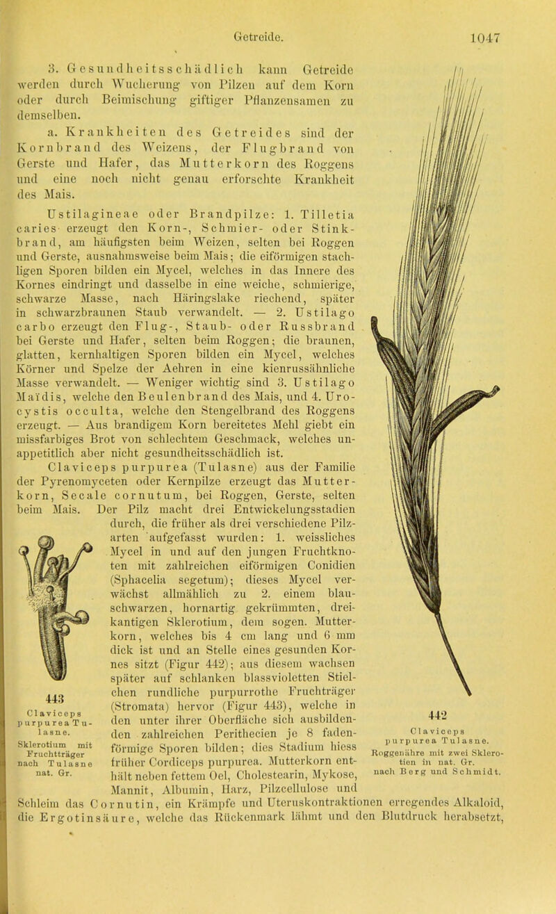 443 Claviceps purpurea Tu- 1 asn e. Sklerotium mit Fruchtträger nach Tulusne nat. Gr. <3. Gesundheitsschädlich kann Getreide werden durch Wucherung von Pilzen auf dem Korn oder durch Beimischung giftiger Pflanzensamen zu demselben. a. Krankheiten des Getreides sind der Kornbrand des Weizens, der Flugbrand von Gerste und Hafer, das Mutterkorn des Roggens und eine noch nicht genau erforschte Krankheit des Mais. Ustilagineae oder Brandpilze: 1. Tilletia caries erzeugt den Korn-, Schmier- oder Stink- brand, am häufigsten beim Weizen, selten bei Roggen und Gerste, ausnahmsweise beim Mais; die eiförmigen stach- ligen Sporen bilden ein Mycel, welches in das Innere des Kornes eindringt und dasselbe in eine weiche, schmierige, schwarze Masse, nach Häringslake riechend, später in schwarzbraunen Staub verwandelt. — 2. Ustilago carbo erzeugt den Flug-, Staub- oder Russbrand bei Gerste und Hafer, selten beim Roggen; die braunen, glatten, kernhaltigen Sporen bilden ein Mycel, welches Körner und Spelze der Aehren in eine kienrussähnliche Masse verwandelt. — Weniger wichtig sind 3. Ustilago Mai dis, welche den B e u 1 e n b r a n d des Mais, und 4. U r o - cystis occulta, welche den Stengelbrand des Roggens erzeugt. — Aus brandigem Korn bereitetes Mehl giebt ein missfarbiges Brot von schlechtem Geschmack, welches un- appetitlich aber nicht gesundheitsschädlich ist. Claviceps purpurea (Tulasne) aus der Familie der Pyrenomyceten oder Kernpilze erzeugt das Mutter- korn, Secale cornutum, bei Roggen, Gerste, selten beim Mais. Der Pilz macht drei Entwickelungsstadien durch, die früher als drei verschiedene Pilz- arten 'aufgefasst wurden: 1. weissliches Mycel in und auf den jungen Fruchtkno- ten mit zahlreichen eiförmigen Conidien (Sphacelia segetum); dieses Mycel ver- wächst allmählich zu 2. einem blau- schwarzen, hornartig gekrümmten, drei- kantigen Sklerotium, dem sogen. Mutter- korn, welches bis 4 cm lang und 6 mm dick ist und an Stelle eines gesunden Kor- nes sitzt (Figur 442); aus diesem wachsen später auf schlanken blassvioletten Stiel- chen rundliche purpurrothe Fruchträger (Stromata) hervor (Figur 443), welche in den unter ihrer Oberfläche sich ausbilden- den zahlreichen Perithecien je 8 faden- förmige Sporen bilden; dies Stadium hicss früher Cordiceps purpurea. Mutterkorn ent- hält neben fettem Oel, Cholcstcarin, Mykose, Mannit, Albumin, Harz, Pilzcellulose und Schleim das Cor nutin, ein Krämpfe und Uteruskontraktionen erregendes Alkaloid, die Ergotinsäure, welche das Rückenmark lähmt und den Blutdruck herabsetzt, Claviceps purpurea Tulasne. Roggonähre mit zwei Sklero- tion in nat. Gr. nacli Borg und Schmidt.