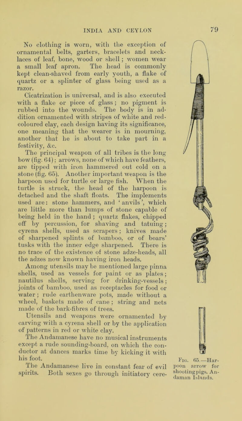No clothing is worn, with the exception of ornamental belts, garters, bracelets and neck- laces of leaf, bone, wood or shell; women wear a small leaf apron. The head is commonly kept clean-shaved from early youth, a flake of quartz or a splinter of glass being used as a razor. Cicatrization is universal, and is also executed with a flake or piece of glass ; no pigment is rubbed into the wounds. The body is in ad- dition ornamented with stripes of white and red- coloured clay, each design having its significance, one meaning that the wearer is in mourning, another that he is about to take part in a festivity, &c. The principal weapon of all tribes is the long bow (fig. 04); arrows, none of which have feathers, are tipped with iron hammered out cold on a stone (fig. 05). Another important weapon is the harpoon used for turtle or large fish. When the turtle is struck, the head of the harpoon is detached and the shaft floats. The implements used are: stone hammers, and ‘ anvils ’, which are little more than lumps of stone capable of being held in the hand ; quartz flakes, chipped off by percussion, for shaving and tatuing; cyrena shells, used as scrapers; knives made of sharpened splints of bamboo, or of boars’ tusks with the inner edge sharpened. There is no trace of the existence of stone adze-heads, all the adzes now known having iron heads. Among utensils may be mentioned large pinna shells, used as vessels for paint or as plates; nautilus shells, serving for drinking-vessels; joints of bamboo, used as receptacles for food ox- water ; rude earthenware pots, made without a wheel, baskets made of cane ; string and nets made of the bark-fibres of trees. Utensils and weapons were ornamented by carving with a cyrena shell or by the application of patterns in red or white clay. The Andamanese have no musical instruments except a rude sounding-board, on which the con- ductor at dances marks time by kicking it with his foot. The Andamanese live in constant fear of evil spirits. Both sexes go through initiatory cere- 'i ! 4 Fig. 65.—Har- poon arrow for shooting pigs. An- daman Islands.