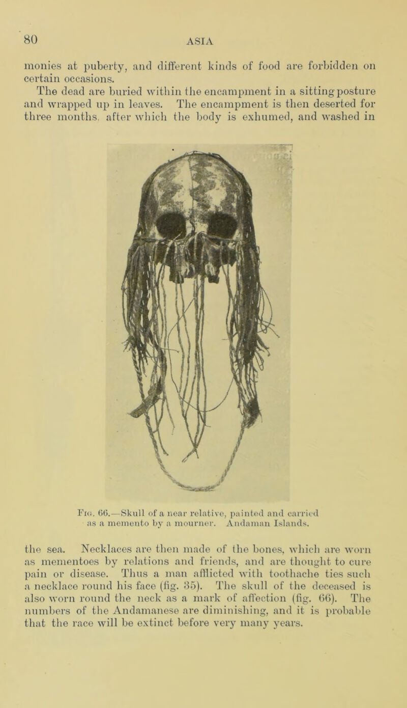 monies at puberty, and different kinds of food are forbidden on certain occasions. The dead are buried within the encampment in a sitting posture and wrapped up in leaves. The encampment is then deserted for three months, after which the body is exhumed, and washed in Fio. 66.—Skull of a near relative, painted and carried as a memento by a mourner. Andaman Islands. the sea. Necklaces are then made of the bones, which are worn as mementoes by relations and friends, and are thought to cure pain or disease. Thus a man afflicted with toothache ties such a necklace round his face (fig. 35). The skull of the deceased is also worn round the neck as a mark of affection (fig. 66). The numbers of the Andamanese are diminishing, and it is probable that the race will be extinct before very many years.