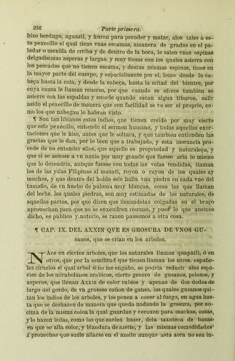 hizo berdugo, aguazil, y hurón para prender y ruatar, alos tales á es- te pexecillo el qual tiene vnas escamas, amanera de gradas en el pa- ladar o mexilla de rrriba y de dentro de la boca, le salen vnas espinas delgadísimas ásperas y largas, y muy tiesas con los quales asierra con los pescados que no tienen escama, y destas mismas espinas, tiene en la mayor parte del cuerpo, y especialmente por el, lomo desde la ca- bepa hasta la cola, y desde la cabeca, hasta la mitad del bientre, por cuya causa le llaman reuerso, por que cuando se ofrece también se asierre con las espaldas y sucede quando sacan algún tiburón, salir asido el pexecillo de manera que con facilidad se ve ser el proprio, co- mo los que nabegan lo habran visto. 1Í Son tan libianos estos indios, que tienen creido por muy cierto que este pexecillo, entiende el sermon humano, y todas aquellas exor- taciones que le hizo, antes que le soltara, y que también entienden las gracias que le dan, por lo bien que a trabajado, y esta inorancia pro- ' cede de no entender ellos, que aquello es propriedad y naturalefa, y que si se asiesse a vn nauio por muy grande que fuesse aria lo mismo que lo detendría, aunque fuesse con todas las velas tendidas, llaman los de las yslas Filipinas al manatí, royon ó rayon de los quales ay muchos, y que dentro del huido sele halla vna piedra en cada vno del tamaño, de vn huebo de paloma muy blancas, como las que llaman del leche, las quales piedras, son muy estimadas de los naturales, de aquellas partes, por que dizen que llenándolas colgadas en el brafo aprouechan para que no se enxendren reumas, y pue^ lo que ’ auemos dicho, es publico y,notorio, se razón passemos a otra cosa. H CAP. IX. DEL AXXIN QVE ES GROSURA DE VNOS Gü- sauos, que se crian en los arboles. -■i^-pAce en ciertos arboles, que los naturales llaman quapatli, ó en 1 ^ otros, que por la semilitud que tienen llaman los ntros. españo- les ciruelos el qual árbol sino me engaño, se podría reducir alas espe- cies de los mirabolauos arábicos, cierto genero de gusanos, pelosos, y ásperos, que llenan Axxin de color rubios y apenas de dos dedos de largo del gordo, de vn gruesso cañón de ganso, los quales gusanos qui - tan los indios de los arboles, y los ponen a cocer al fuego, en agua has- ta que se deshazen de manera que queda nadando la grosura, por en- cima de la misma coloa la qual guardan y recoxen para muchas, cosas, y lo hazen bolas, como las que suelen hazer, déla manteca de bacas» en que se alia color, y blandura deazeite, y las mismas comodidades’ i prouechos que suele aliarse en el azeite aunque asta aora no sea in-