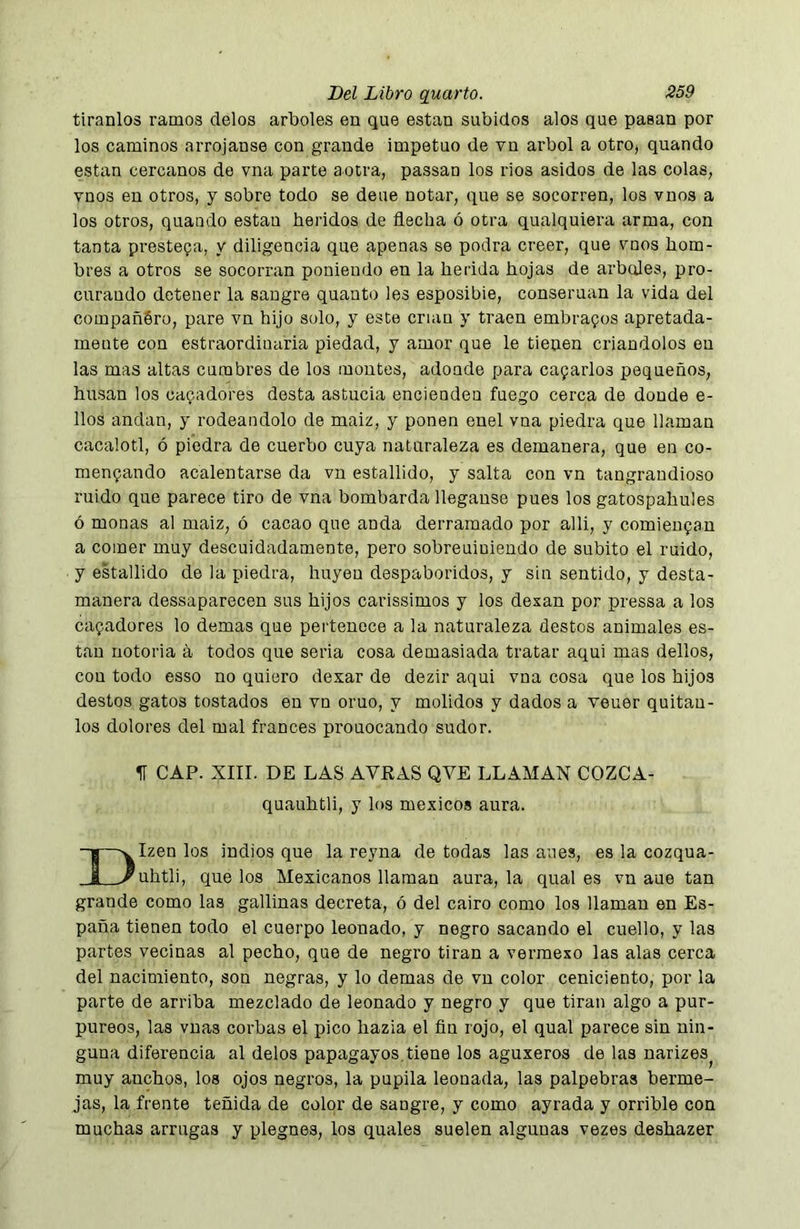 tiranlos ramos délos arboles en que están subidos alos que pasan por los caminos arrojanse con grande impetuo de vn árbol a otro, quando están cercanos de vna parte aotra, passan los rios asidos de las colas, vnos en otros, y sobre todo se deue notar, que se socorren, los vnos a los otros, quaudo están heridos de flecha ó otra qualquiera arma, con tanta prestepa, y diligencia que apenas se podra creer, que vnos hom- bres a otros se socorran poniendo en la herida hojas de arboles, pro- curando detener la sangre quanto les esposibie, conseruan la vida del compañéro, pare vn hijo solo, y este crian y traen embrafos apretada- mente con estraordiuaria piedad, y amor que le tienen criándolos en las mas altas cumbres de los montes, adonde para cafarlos pequeños, husan los cafadores desta astucia encienden fuego cerca de donde e- llos andan, y rodeándolo de maiz, y ponen enel vna piedra que llaman cacalotl, ó piedra de cuerbo cuya naturaleza es demanera, que en co- menpando acalentarse da vn estallido, y salta con vn tangraudioso ruido que parece tiro de vna bombarda Ileganse pues los gatospahules ó monas al maiz, ó cacao que anda derramado por alli, y comieupan a comer muy descuidadamente, pero sobreuiuiendo de súbito el ruido, y ekallido de la piedra, huyen despaboridos, y sin sentido, y desta- manera dessaparecen sus hijos carissimos y los desan por pressa a los capadores lo demas que pertenece a la naturaleza destos animales es- tan notoria a todos que seria cosa demasiada tratar aqui mas dellos, con todo esso no quiero dexar de dezir aqui vna cosa que los hijos destos gatos tostados en vn oruo, y molidos y dados a veuer quitau- los dolores del mal francés prouocando sudor. II CAP. XIII. DE LAS AVRAS QVE LLAMAN COZCA- quauhtli, y los mexicos aura. “H—V Izen los indios que la reyna de todas las aues, es la cozqua- I >^uhtli. que los Mexicanos llaman aura, la qual es vn aue tan grande como las gallinas decreta, ó del cairo como los llaman en Es- paña tienen todo el cuerpo leonado, y negro sacando el cuello, y las partes vecinas al pecho, que de negro tiran a verraexo las alas cerca del nacimiento, son negras, y lo demas de vn color ceniciento, por la parte de arriba mezclado de leonado y negro y que tiran algo a pur- púreos, las vuas corbas el pico hazia el ñu rojo, el qual parece sin nin- guna diferencia al délos papagayos,tiene los aguxeros de las narizes^ muy anchos, los ojos negros, la pupila leonada, las palpebras berme- jas, la frente teñida de color de sangre, y como ayrada y orrible con muchas arrugas y plegues, los quales suelen algunas vezes deshazer