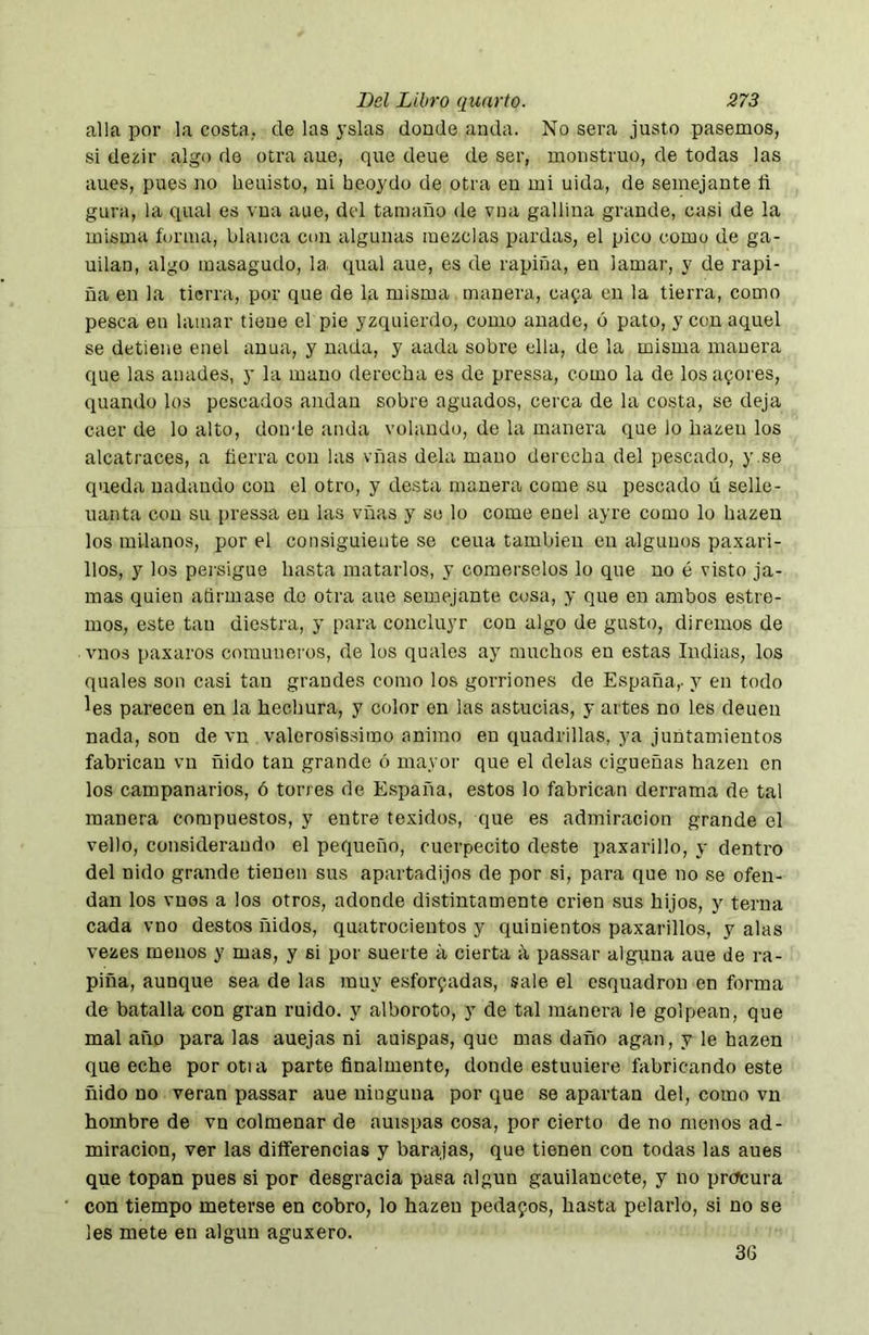 alia por la costa, de las yslas donde anda. No sera justo pasemos, si dezir algo de otra aue, que deue de ser, monstruo, de todas las aues, pues no heuisto, ni heo3Mo de otra en mi uida, de semejante fi gura, la qual es vua aue, del tamaño de vua gallina grande, casi de la misma forma, blanca con algunas mezclas pardas, el pico como de ga- ndan, algo masagudo, la qual aue, es de rapiña, en lamar, y de rapi- ña en la tierra, por que de la misma manera, cafa en la tierra, como pesca en lamar tiene el pie yzquierdo, como anade, ó pato, y con aquel se detiene enel anua, y nada, y aada sobre ella, de la misma manera que las añades, y la mano derecha es de pressa, como la de los afores, quando los pescados andan sobre aguados, cerca de la costa, se deja caer de lo alto, donde anda volando, de la manera que lo hazen los alcatraces, a fierra con las vñas déla mano derecha del pescado, y.se queda nadando con el otro, y desta manera come su pescado ú selle- uanta con su pressa en las vñas y so lo come enel ayre como lo hazeu los milanos, por el consiguiente se cena también en algunos paxari- llos, y los persigue hasta matarlos, y comérselos lo que no é visto ja- mas quien afirmase do otra aue semejante cosa, y que en ambos estre- mos, este tau diestra, y para concluyr con algo de gusto, diremos de vnos paxaros comuneros, de los qualos ay muchos en estas Indias, los quales son casi tan grandes como los gorriones de España,- y en todo les parecen en la hechura, y color en las astucias, y artes no les deuen nada, son de vn valerosissimo animo en quadrillas, ya juntamientos fabrican vu ñido tan grande ó mayor que el délas cigüeñas hazen en los campanarios, ó torres de E.spaña, estos lo fabrican derrama de tal manera compuestos, y entre texidos, que es admiración grande el vello, consideraudo el pequeño, cuerpecito deste paxarillo, y dentro del nido grande tienen sus apartadijos de por si, para que no se ofen- dan los vnos a los otros, adonde distintamente crien sus hijos, y terna cada vno destos ñidos, quatrocieutos y quinientos paxarillos, y alas vezes menos y mas, y si por suerte á cierta ii passar alguna aue de ra- piña, aunque sea de las muy esforfadas, sale el esquadrou en forma de batalla con gran ruido, y alboroto, y de tal manera le golpean, que mal año paralas anejas ni auispas, que mas daño agan, y le hazen que eche porotia parte finalmente, donde estuuiere fabricando este ñido no verán passar aue ninguna por que se apartan del, como vn hombre de vn colmenar de auispas cosa, por cierto de no menos ad- miración, ver las dififerencias y barajas, que tienen con todas las aues que topan pues si por desgracia pasa algún gauilancete, y no procura con tiempo meterse en cobro, lo hazeu pedafos, hasta pelarlo, si no se les mete en algún aguxero. 36