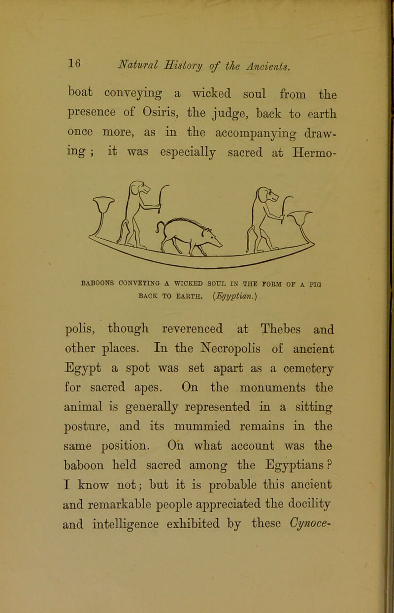 boat conveying a wicked soul from the presence of Osiris, the judge, back to earth once more, as in the accompanying draw- ing ; it was especially sacred at Hermo- BABOONS CONVETINO A WICKED SOUL IN THE FORM OP A PIO BACK TO EARTH. {Egyptian.) polls, though reverenced at Thebes and other places. In the Necropolis of ancient Egypt a spot was set apart as a cemetery for sacred apes. On the monuments the animal is generally represented in a sitting posture, and its mummied remains in the same position. Oh what account was the baboon held sacred among the Egyptians ? I know not; but it is probable this ancient and remarkable people appreciated the docility and intelligence exhibited by these Gynoce-