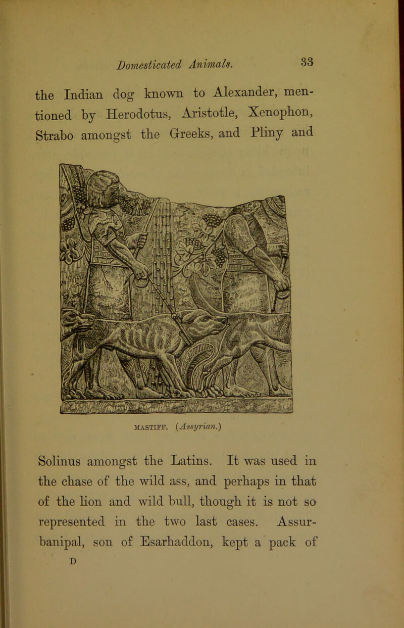 the Indian dog known to Alexander, men- tioned by Herodotus, Aristotle, Xenophon, Strabo amongst the Greeks, and Pliny and MASTIFF. {Assyrian.) Solinus amongst the Latins. It was used in the chase of the wild ass, and perhaps in that of the lion and wild bull, though it is not so represented in the two last cases. Assur- banipal, son of Esarhaddon, kept a pack of D