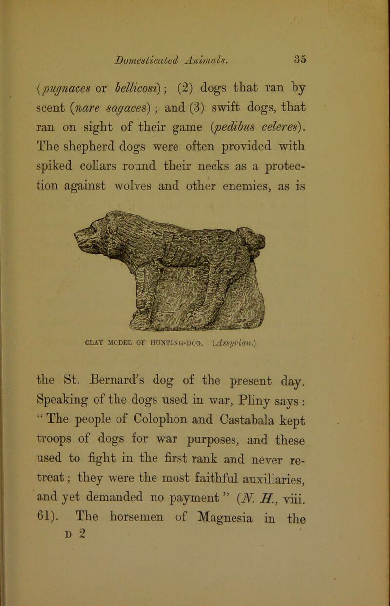 (pugnaces or bellicosi); (2) dogs that ran by- scent {nare sagaces) ; and (3) swift dogs, that ran on sight of their game {pedibus celeres). The shepherd dogs were often provided with spiked collars round their necks as a protec- tion against wolves and other enemies, as is CLAY MODEL OF HUNTINO-DOG. {Assyrian.) the St. Bernard’s dog of the present day. Speaking of the dogs used in war, Pliny says : “ The people of Colophon and Castabala kept troops of dogs for war purposes, and these used to fight in the first rank and never re- treat ; they were the most faithful auxiliaries, and yet demanded no payment ” {N. H., viii. 61). The horsemen of Magnesia in the D 2