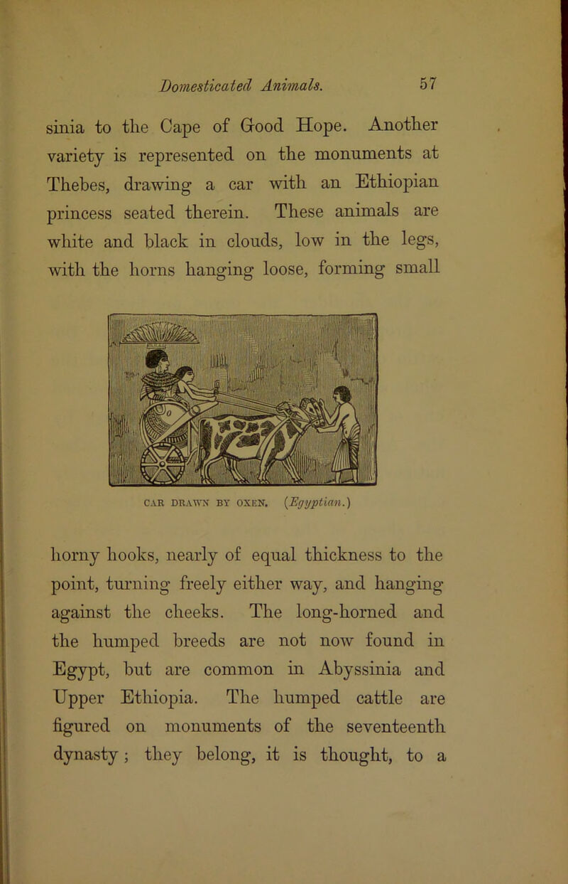 sinia to tlie Cape of Grood Hope. Another variety is represented on the monuments at Thebes, drawing a car with an Ethiopian princess seated therein. These animals are white and black in clouds, low in the legs, with the horns hanging loose, forming small CAR DRAWN BY oxiiN. {Egyptian.) horny hooks, nearly of equal thickness to the point, tm’iiing freely either way, and hangmg against the cheeks. The long-horned and the humped breeds are not now found in Egypt, hut are common in Abyssinia and Upper Ethiopia. The humped cattle are figured on monuments of the seventeenth dynasty; they belong, it is thought, to a