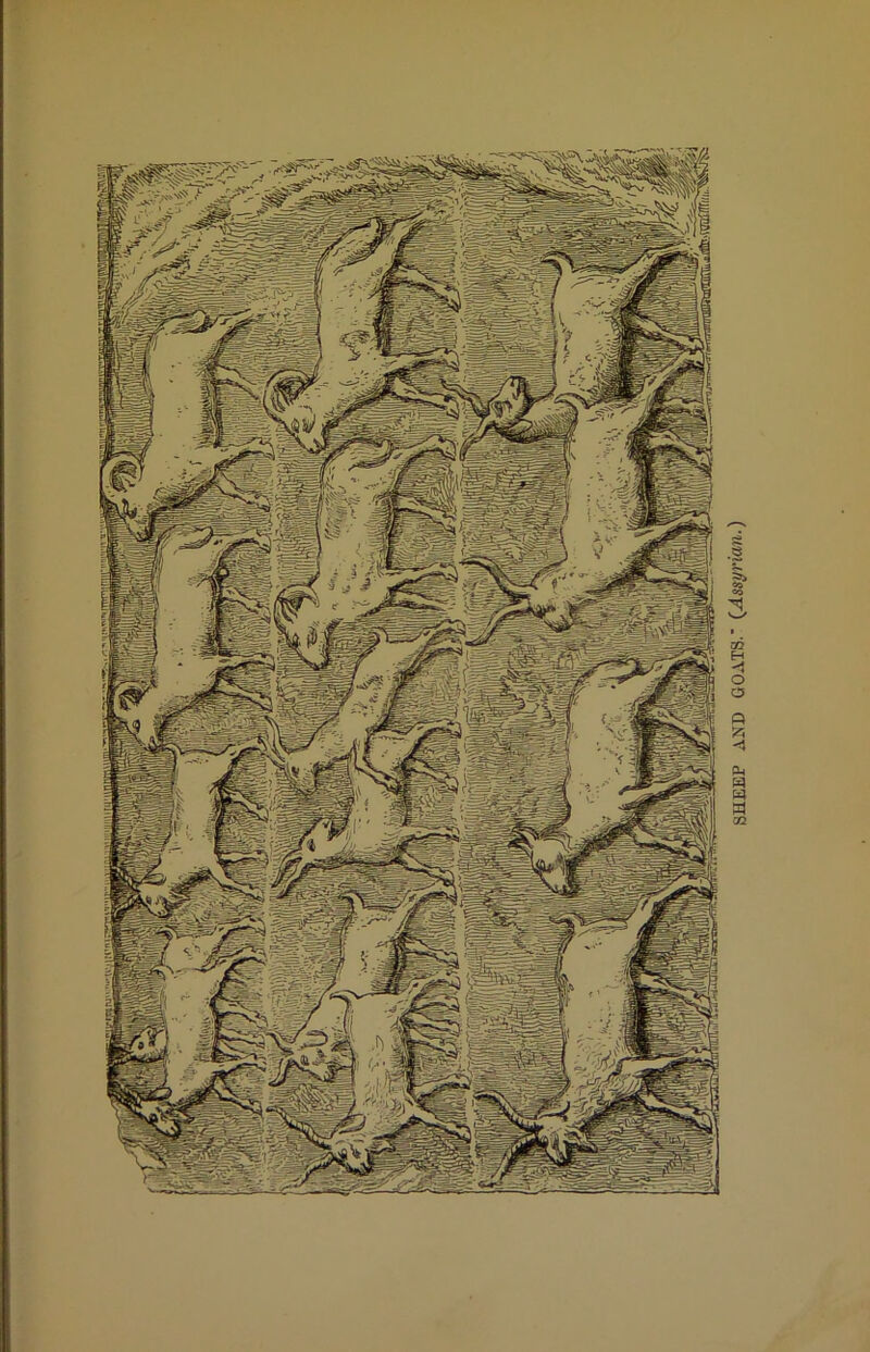 SHEEP GOATS.' ^Assyrian.)