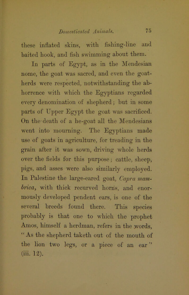 tliese inflated skins, with fishing-line and baited hook, and fish swimming about them. In parts of Egypt, as in the Mendesian nome, the goat was sacred, and even the goat- herds were respected, notwithstanding the ab- horrence with which the Egyptians regarded every denomination of shepherd; hut in some parts of Upper Egypt the goat was sacrificed. On the death of a he-goat all the Mendesians went into mourning. The Egyptians made use of goats in agriculture, for treading in the grain after it was sown, driving whole herds over the fields for this purpose; cattle, sheep, pigs, and asses were also similarly employed. In Palestine the large-eared goat, Capra mam- brica, with thick recurved horns, and enor- mously developed pendent ears, is one of the several breeds found there. This species probably is that one to which the prophet Amos, himself a herdman, refers in the words, “ As the shepherd taketh out of the mouth of the lion two legs, or a piece of an ear ” (hi. 12).