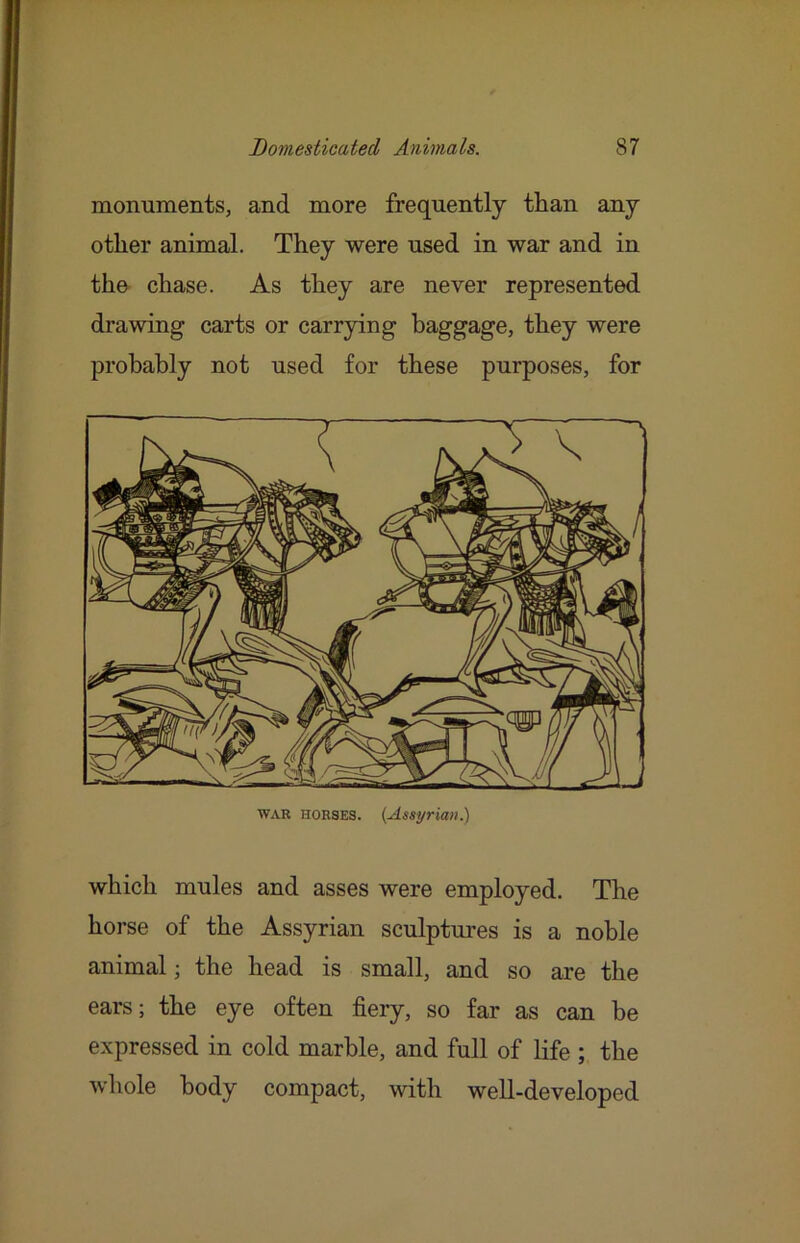 monuments, and more frequently than any other animal. They were used in war and in tho chase. As they are never represented drawing carts or carrpng baggage, they were probably not used for these purposes, for which mules and asses were employed. The horse of the Assyrian sculptures is a noble animal; the head is small, and so are the ears; the eye often fiery, so far as can be expressed in cold marble, and full of life ; the whole body compact, with well-developed