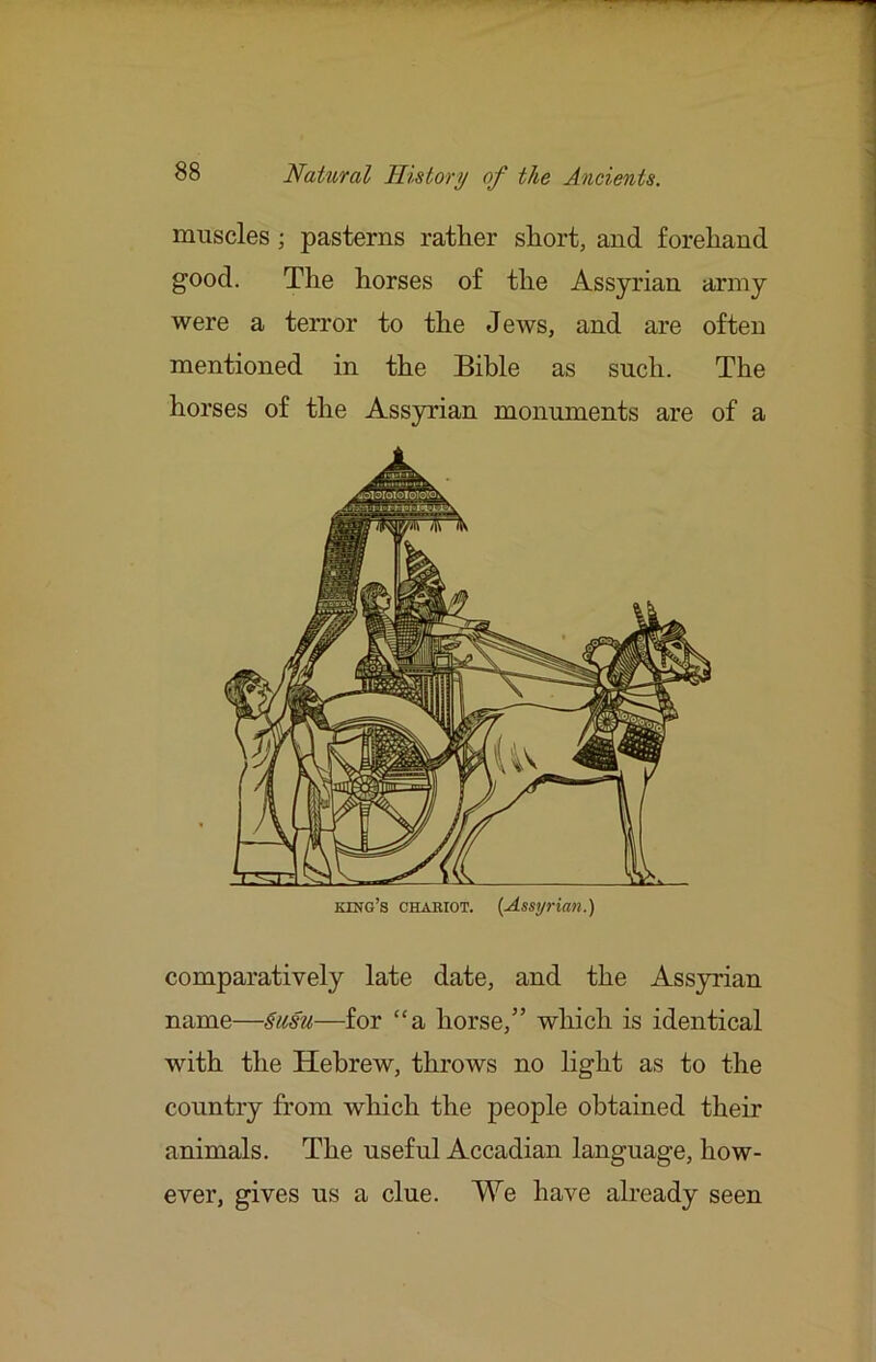 muscles; pasterns rather short, and forehand good. The horses of the Assyrian army were a terror to the JeAvs, and are often mentioned in the Bible as such. The horses of the Ass3U’ian monuments are of a comparatively late date, and the Assyrian name—Smu—for “a horse,” which is identical with the Hebrew, throws no light as to the country from which the people obtained their animals. The useful Accadian language, how- ever, gives us a clue. We have already seen
