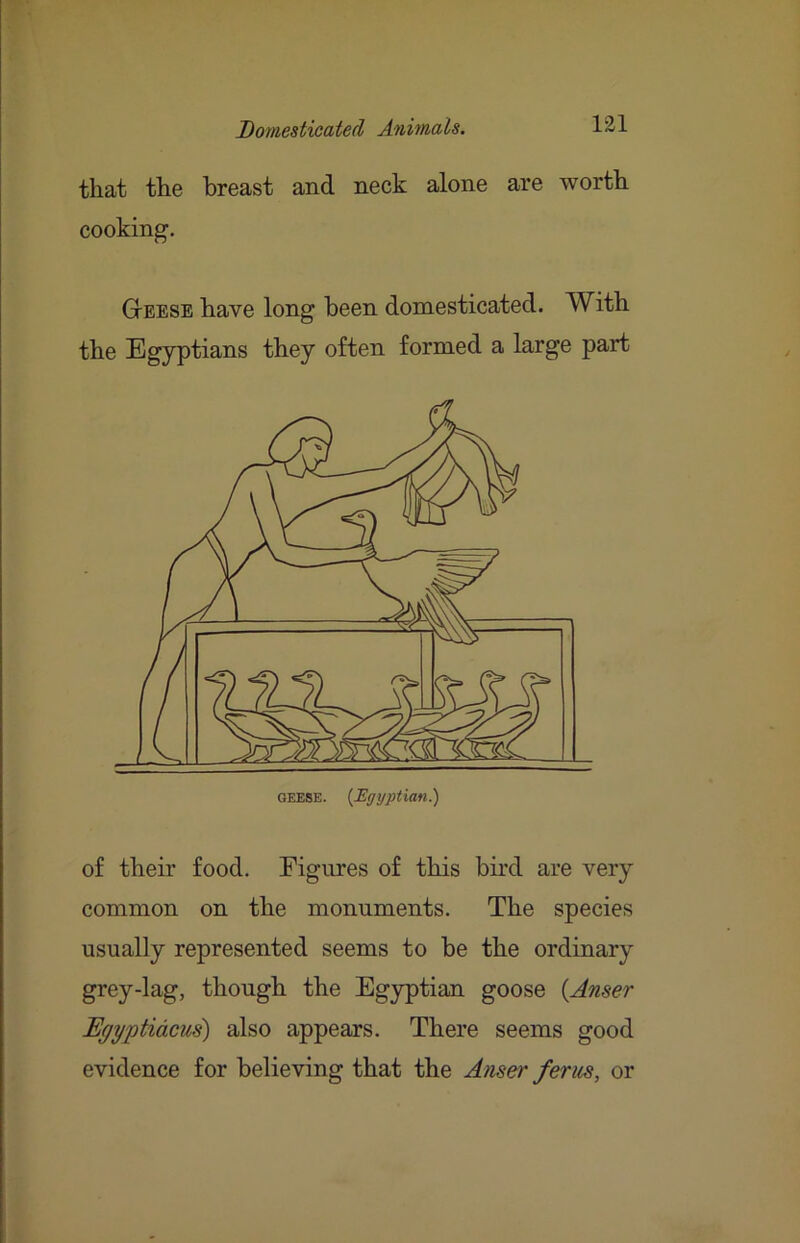 that the breast and neck alone are worth cooking. GtEESE have long been domesticated. With the Egyptians they often formed a large part of their food. Figures of this bird are very common on the monuments. The species usually represented seems to be the ordinary grey-lag, though the Egyptian goose {Anser Egyptidcui) also appears. There seems good evidence for believing that the Anser ferns, or