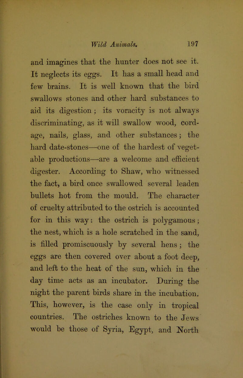 and imagines tbiat the hunter does not see it. It neglects its eggs. It has a small head and few brains. It is well known that the bii'd swallows stones and other hard substances to aid its digestion; its voracity is not always discriminating, as it wiU swallow wood, cord- age, nails, glass, and other substances; the hard date-stones—one of the hardest of veget- able productions—are a welcome and efficient digester. According to Shaw, who witnessed the fact, a bird once swallowed several leaden buUets hot from the mould. The character of cruelty attributed to the ostrich is accounted for in this way: the ostrich is polygamous; the nest, which is a hole scratched in the sand, is filled promiscuously by several hens; the eggs are then covered over about a foot deep, and left to the heat of the sun, which in the day time acts as an incubator. During the night the parent birds share in the incubation. This, however, is the case only in tropical countries. The ostriches known to the Jews would be those of Syria, Egypt, and North