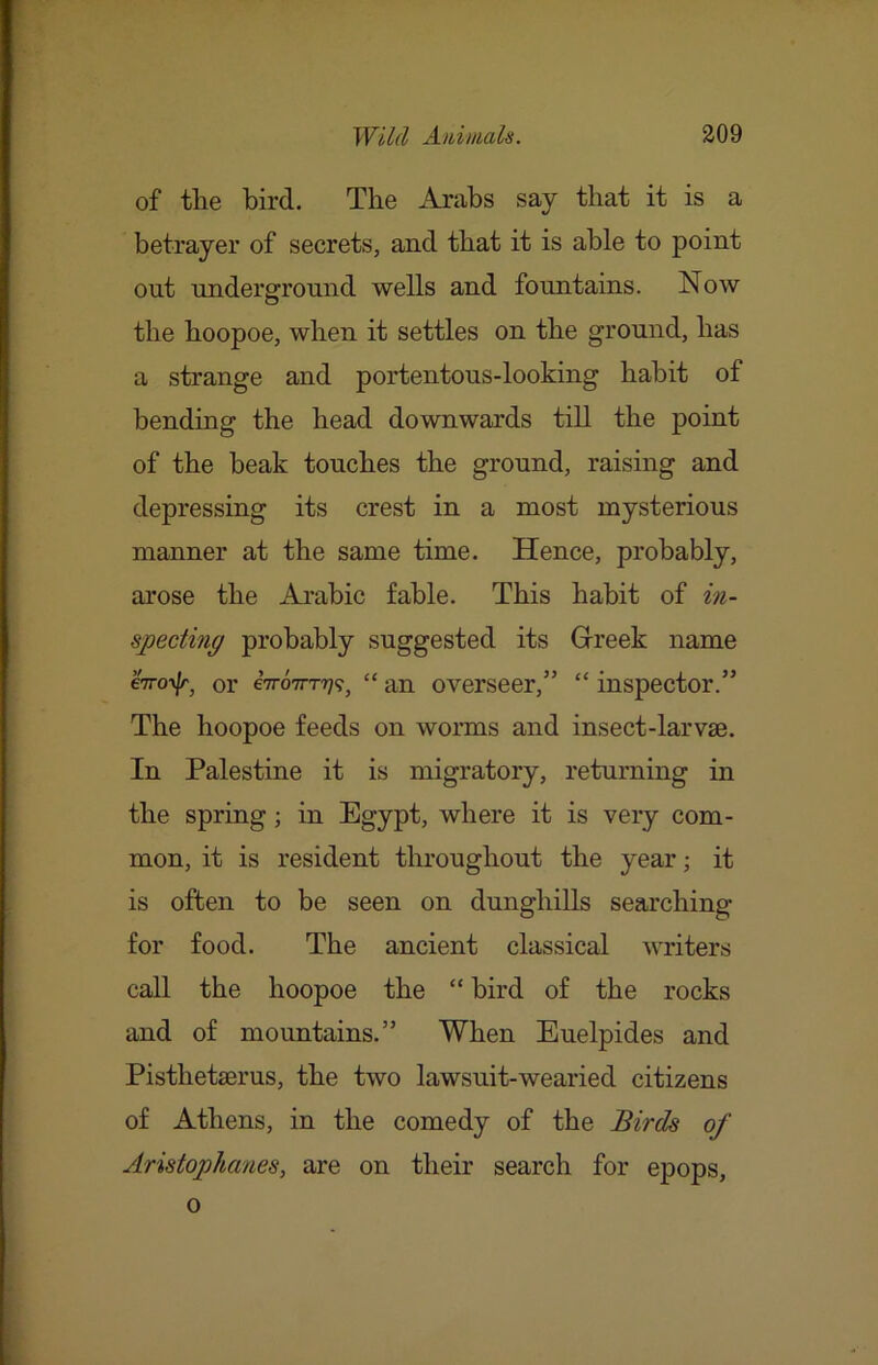 of tlie bird. Tbe Arabs say that it is a betrayer of secrets, and that it is able to point out underground wells and fountains. Now O the hoopoe, when it settles on the ground, has a strange and portentous-looking habit of bending the head downwards till the point of the beak touches the ground, raising and depressing its crest in a most mysterious manner at the same time. Hence, probably, arose the Ambic fable. This habit of in- specting probably suggested its Grreek name hro'>^^ or eVoTTTT??^ “ an overseer,” “ inspector.” The hoopoe feeds on worms and insect-larv£e. In Palestine it is migratory, returning in the spring; in Egypt, where it is very com- mon, it is resident throughout the year; it is often to be seen on dunghills searching for food. The ancient classical writers call the hoopoe the “ bird of the rocks and of mountains.” When Euelpides and Pisthetserus, the two lawsuit-wearied citizens of Athens, in the comedy of the Birds of Aristophanes, are on their search for epops, o