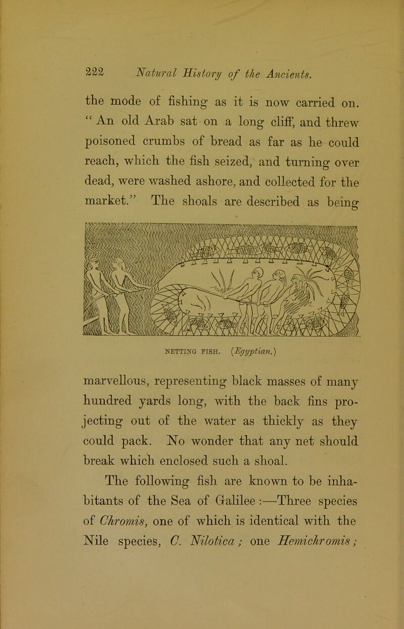 the mode of fishing as it is now carried on. “ An old Arab sat on a long clifi*, and threw poisoned crumbs of bread as far as he could reach, which the fish seized, and turning over dead, were washed ashore, and collected for the market.” The shoals are described as being NETTING risH. {Egyptian.) marvellous, representing black masses of many hundred yards long, with the back fins pro- jecting out of the water as thickly as they could pack. No wonder that any net should break which enclosed such a shoal. The following fish are known to be inha- bitants of the Sea of Galilee :—Three species of Chromis, one of which is identical with the Nile species, C. Nilotica; one Hemichromis;