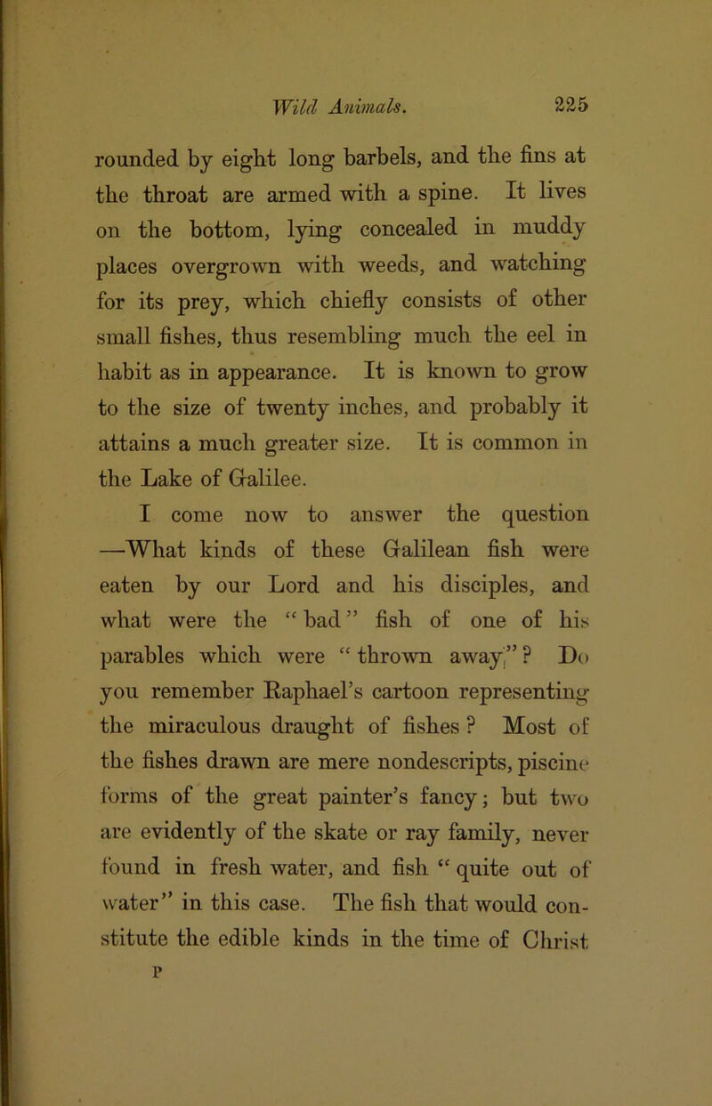 rounded by eight long barbels, and the fins at the throat are armed with a spine. It lives on the bottom, lying concealed in muddy places overgrown with weeds, and watching for its prey, which chiefly consists of other small fishes, thus resembling much the eel in habit as in appearance. It is known to grow to the size of twenty inches, and probably it attains a much greater size. It is common in the Lake of Gralilee. I come now to answer the question —-What kinds of these Galilean fish were eaten by our Lord and his disciples, and what were the “ bad ” fish of one of his parables which were “ thrown away,” ? Do you remember Eaphael’s cartoon representing the miraculous draught of fishes ? Most of the fishes drawn are mere nondescripts, piscine forms of the great painter’s fancy; but two are evidently of the skate or ray family, never found in fresh water, and fish “ quite out of water” in this case. The fish that would con- stitute the edible kinds in the time of Christ p