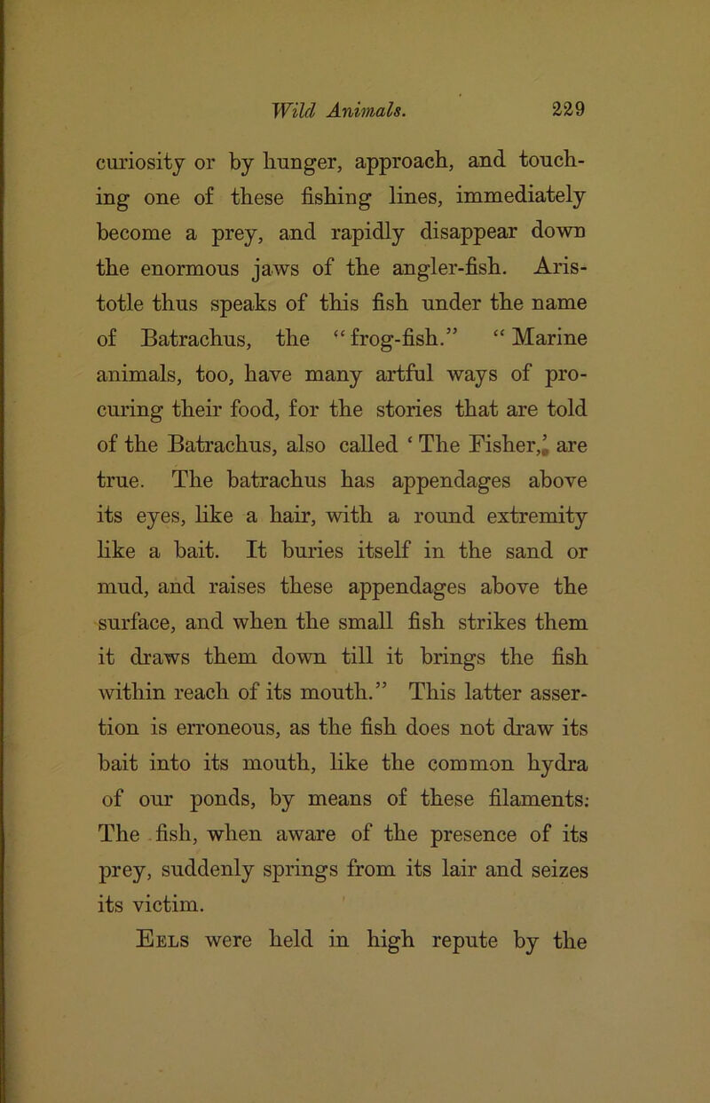 curiosity or by hunger, approach, and touch- ing one of these fishing lines, immediately become a prey, and rapidly disappear down the enormous jaws of the angler-fish. Aris- totle thus speaks of this fish under the name of Batrachus, the “ frog-fish.” “ Marine animals, too, have many artful ways of pro- curing their food, for the stories that are told of the Batrachus, also called ‘ The Fisher,’ are true. The batrachus has appendages above its eyes, hke a hair, with a round extremity hke a bait. It buries itself in the sand or mud, and raises these appendages above the surface, and when the small fish strikes them it draws them down till it brings the fish within reach of its mouth.” This latter asser- tion is erroneous, as the fish does not draw its bait into its mouth, Hke the common hydra of our ponds, by means of these filaments; The fish, when aware of the presence of its prey, suddenly springs from its lair and seizes its victim. Eels were held in high repute by the