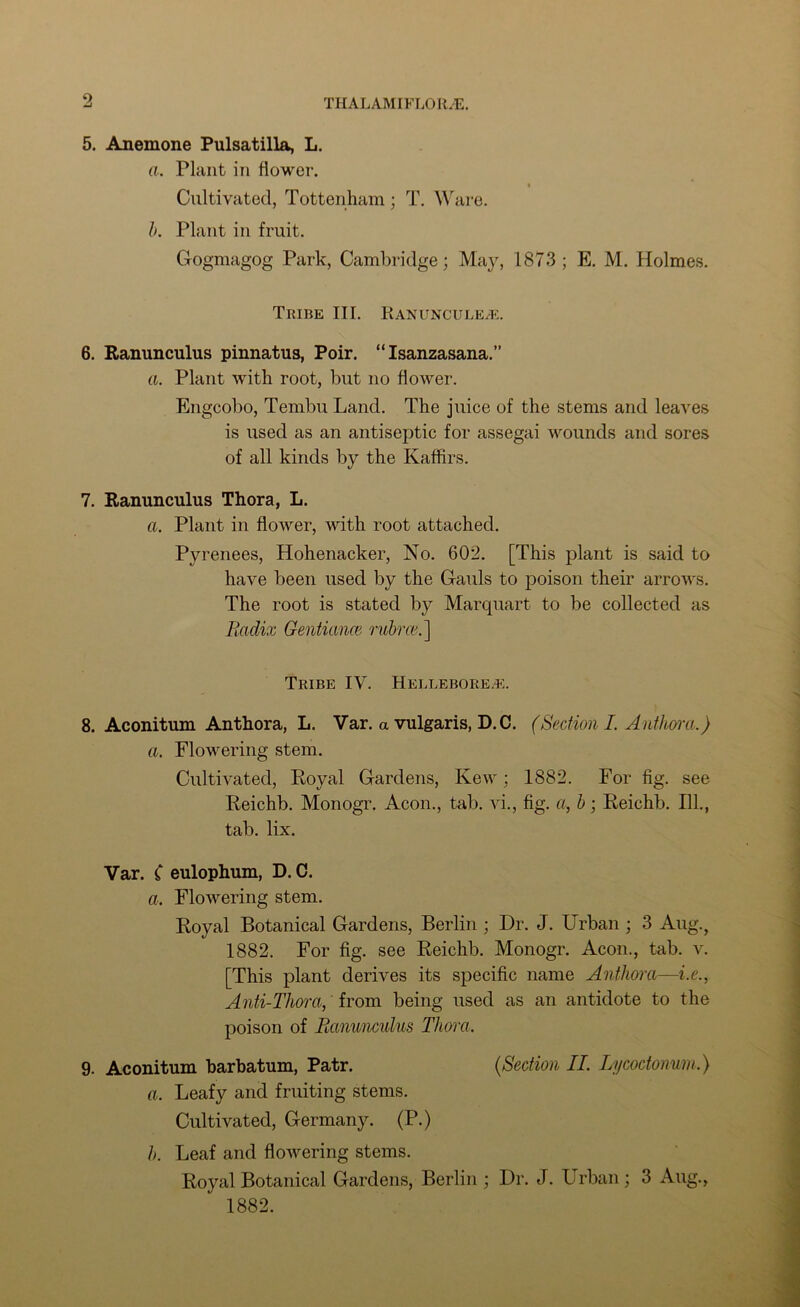 5. Anemone Pulsatilla, L. a. Plant in flower. Cultivated, Tottenham; T. Ware. b. Plant in fruit. Gogmagog Park, Cambridge; May, 1873; E. M. Holmes. Tribe III. Ranuncules. 6. Ranunculus pinnatus, Poir. “ Isanzasana.” a. Plant with root, but no flower. Engcobo, Tembu Land. The juice of the stems and leaves is used as an antiseptic for assegai wounds and sores of all kinds by the Kaffirs. 7. Ranunculus Thora, L. a. Plant in flower, with root attached. Pyrenees, Hohenacker, No. 602. [This plant is said to have been used by the Gauls to poison their arrows. The root is stated by Marquart to be collected as Radix Genticmce rubrce.] Tribe IV. Hellebores. 8. Aconitum Anthora, L. Var. a vulgaris, D.C. (Section I. Anthora.) a. Flowering stem. Cultivated, Royal Gardens, Kew; 1882. For fig. see Reichb. Monogr. Aeon., tab. vi., fig. a, b; Reichb. 111., tab. lix. Var. ( eulophum, D. C. a. Flowering stem. Royal Botanical Gardens, Berlin ; Dr. J. Urban ; 3 Aug., 1882. For fig. see Reichb. Monogr. Aeon., tab. v. [This plant derives its specific name Anthora—i.e., Anti-Thora,' from being used as an antidote to the poison of Ranunculus Thora. 9. Aconitum barbatum, Patr. (Section II. Lycoctonum.) a. Leafy and fruiting stems. Cultivated, Germany. (P.) b. Leaf and flowering stems. Royal Botanical Gardens, Berlin ; Dr. J. Urban ; 3 Aug., 1882.