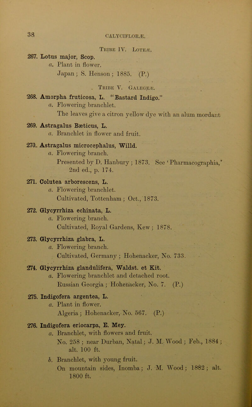 Tribe IV. Lote^j. 267. Lotus major, Scop. a. Plant in flower. Japan; S. Henson; 1885. (P.) . Tribe V. Galege^e. 268. Amorpha fruticosa, L. “Bastard Indigo.” a. Flowering branchlet. The leaves give a citron yellow clye with an alum mordant 269. Astragalus Bseticus, L. a. Branchlet in flower and fruit. 270.. Astragalus microcephalus, Willd. a. Flowering branch. Presented by D. Hanbury ; 1873. See ‘ Pharmacographia/ 2nd ed., p. 174. 271. Oolutea arborescens, L. a. Flowering branchlet. Cultivated, Tottenham; Oct., 1873. 272. Glycyrrhiza echinata, L. a. Flowering branch. Cultivated, Royal Gardens, Kew ; 1878. 273. Glycyrrhiza glabra, L. a. Flowering branch. Cultivated, Germany ; Hohenacker, No. 733. 274. Glycyrrhiza glandulifera, Waldst. et Kit. a. Flowering branchlet and detached root. Russian Georgia ; Hohenacker, No. 7. (P.) 275. Indigofera argentea, L. a. Plant in flower. Algeria; Hohenacker, No. 567. (P.) 276. Indigofera eriocarpa, E. Mey. a. Branchlet, with flowers and fruit. No. 258 ; near Durban, Natal; J. M. Wood ; Feb., 1884 ; alt. 100 ft. b. Branchlet, with young fruit. On mountain sides, Inomba; J. M. Wood; 1882; alt. 1800 ft.