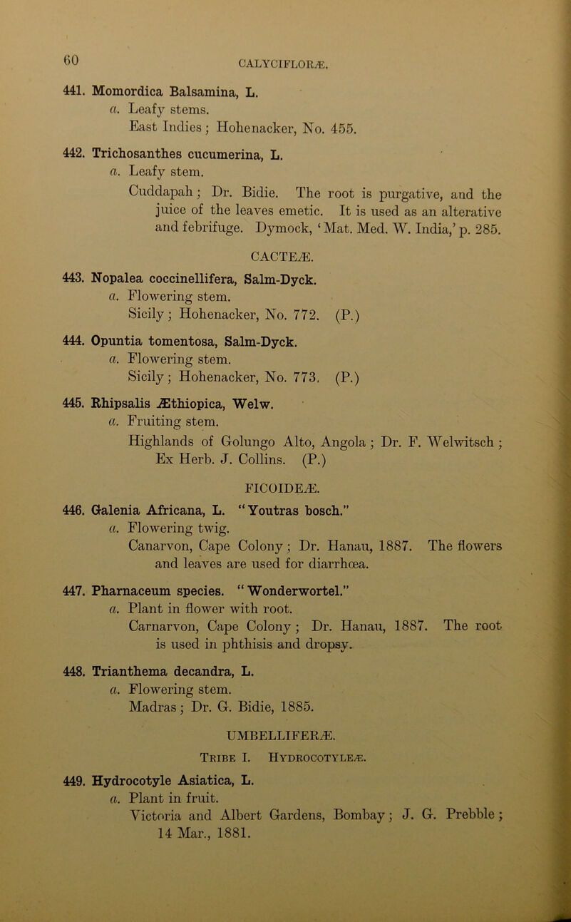 441. Momordica Balsamina, L. a. Leafy stems. East Indies; Hohenacker, No. 455. 442. Trichosanthes cucumerina, L. a. Leafy stem. Cuddapah; Dr. Bidie. The root is purgative, and the juice of the leaves emetic. It is used as an alterative and febrifuge. Dymock, ‘ Mat. Med. W. India,’ p. 285. CACTEA. 443. Nopalea coccinellifera, Salm-Dyck. a. Flowering stem. Sicily; Hohenacker, No. 772. (P.) 444. Opuntia tomentosa, Salm-Dyck. a. Flowering stem. Sicily; Hohenacker, No. 773. (P.) 445. Rhipsalis Athiopica, Welw. a. Fruiting stem. Highlands of Golungo Alto, Angola ; Dr. F. Welwitsch ; Ex Herb. J. Collins. (P.) ficoidea. 446. G-alenia Africana, L. “Youtras bosch.” a. Flowering twig. Canarvon, Cape Colony; Dr. Hanau, 1887. The flowers and leaves are used for diarrhoea. 447. Pharnaceum species. “ Wonderwortel.” a. Plant in flower with root. Carnarvon, Cape Colony ; Dr. Hanau, 1887. The root is used in phthisis and dropsy. 448. Trianthema decandra, L. a. Flowering stem. Madras; Dr. G-. Bidie, 1885. UMBELLIFERA. Tribe I. Hydrocotyle^:. 449. Hydrocotyle Asiatica, L. a. Plant in fruit. Victoria and Albert Gardens, Bombay; J. G. Prebble; 14 Mar., 1881.