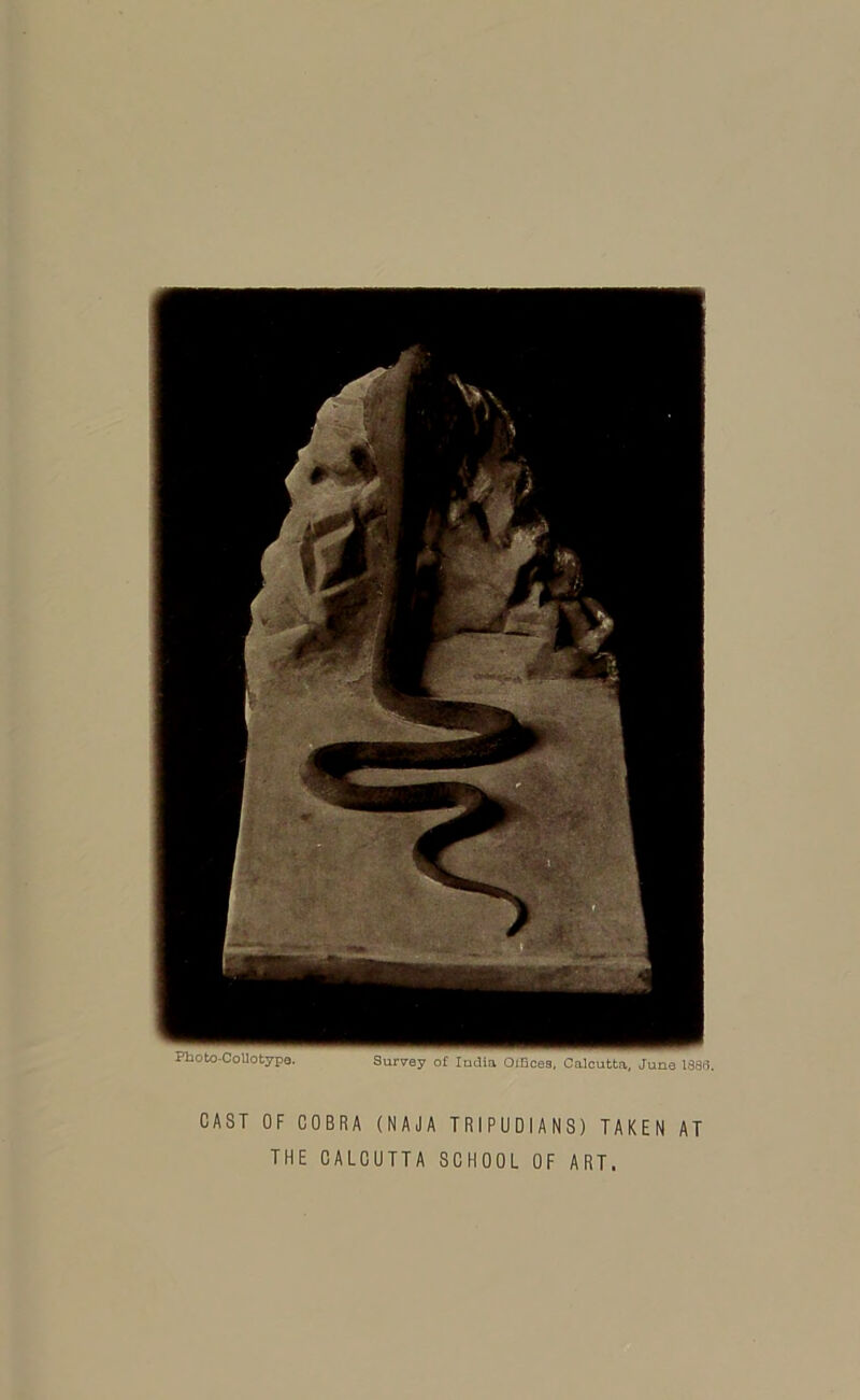 Survey of India OlBcea, Calcutta, June 1883. Photo-Collotype CAST OF COBRA (NAJA TRIPUDIANS) TAKEN AT THE CALCUTTA SCHOOL OF ART.