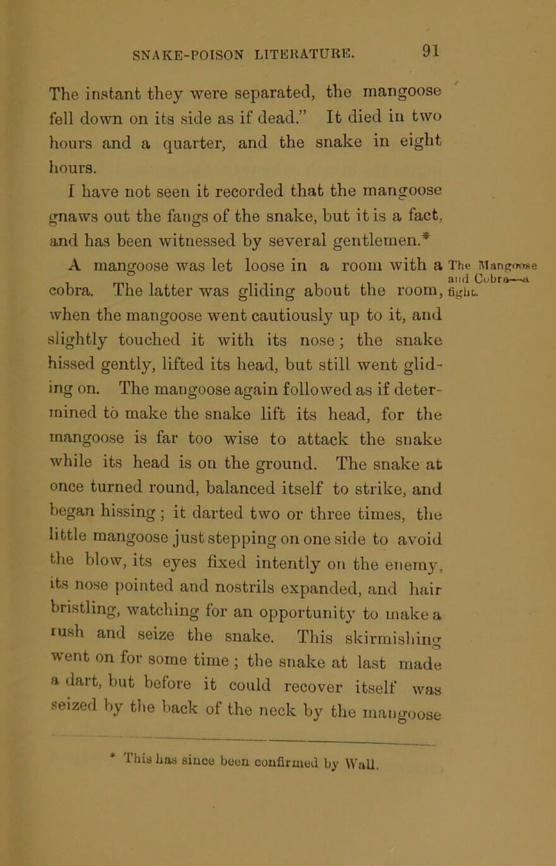 The instant they were separated, the mangoose fell down on its side as if dead.” It died in two hours and a quarter, and the snake in eight hours. I have not seen it recorded that the mangoose gnaws out the fangs of the snake, but it is a fact, and has been witnessed by several gentlemen.* A mangoose was let loose in a room with a The Mangoose it, and Cobra—a cobra. The latter was gliding about the room, tight, when the mangoose went cautiously up to it, and slightly touched it with its nose; the snake hissed gently, lifted its head, but still went glid- ing on. The mangoose again followed as if deter- mined to make the snake lift its head, for the mangoose is far too wise to attack the snake while its head is on the ground. The snake at once turned round, balanced itself to strike, and began hissing; it darted two or three times, the little mangoose just stepping on one side to avoid the blow, its eyes fixed intently on the enemy, its nose pointed and nostrils expanded, and hair bristling, watching for an opportunity to make a rush and seize the snake. This skirmishing went on for some time ; the snake at last made a dart, but before it could recover itself was seized by the back of the neck by the mangoose This has since been confirmed by Wall.