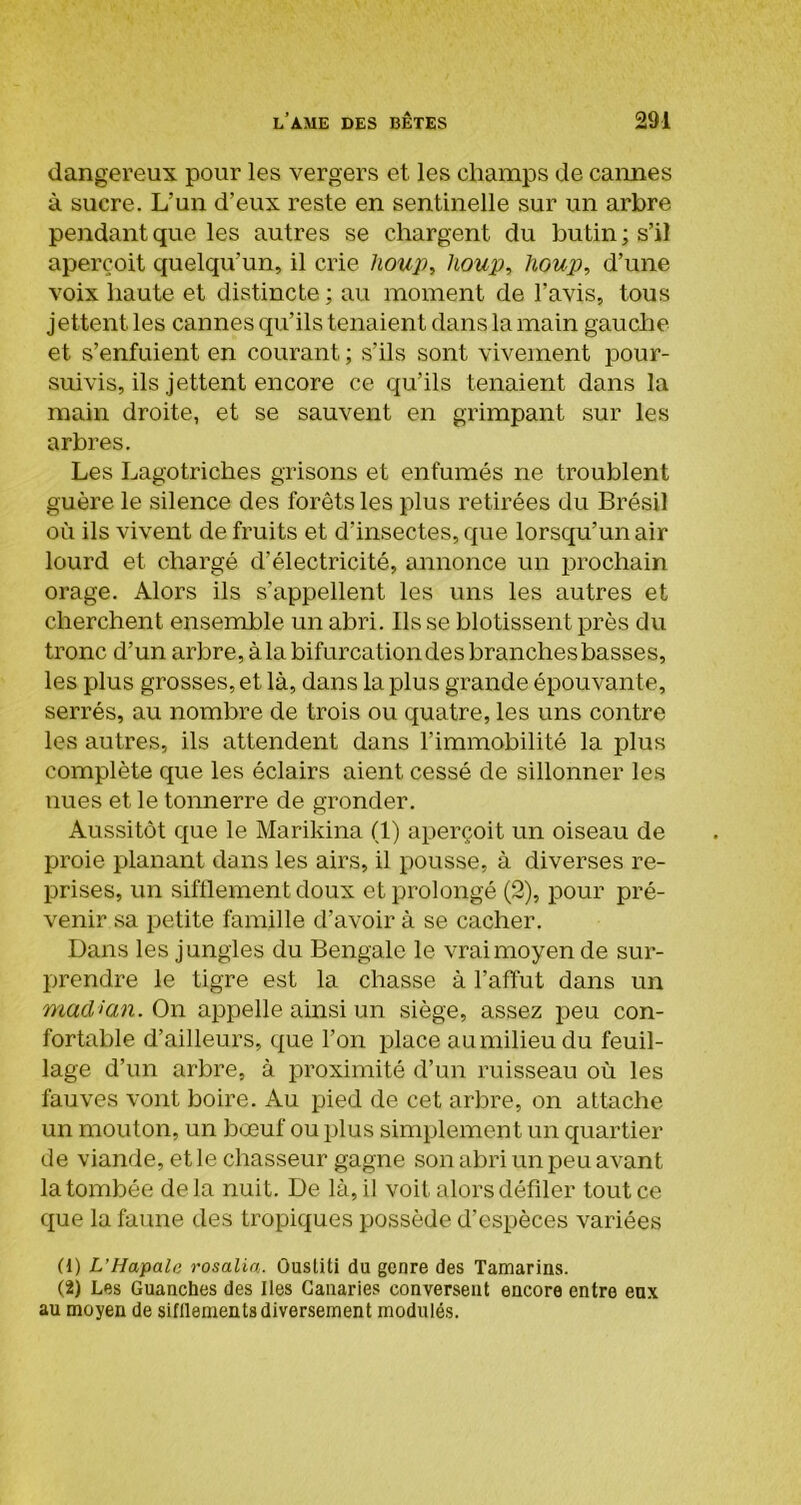 dangereux pour les vergers et les champs de cannes à sucre. L’un d’eux reste en sentinelle sur un arbre pendant que les autres se chargent du butin ; s’il aperçoit quelqu’un, il crie houp, lioup, houp, d’une voix haute et distincte ; au moment de l’avis, tous jettent les cannes qu’ils tenaient dans la main gauche et s’enfuient en courant ; s’ils sont vivement pour- suivis, ils jettent encore ce qu’ils tenaient dans la main droite, et se sauvent en grimpant sur les arbres. Les Lagotriches grisons et enfumés ne troublent guère le silence des forêts les plus retirées du Brésil où ils vivent de fruits et d’insectes, que lorsqu’un air lourd et chargé d’électricité, annonce un prochain orage. Alors ils s’appellent les uns les autres et cherchent ensemble un abri. Ils se blotissent près du tronc d’un arbre, à la bifurcation des branches basses, les plus grosses, et là, dans la plus grande épouvante, serrés, au nombre de trois ou quatre, les uns contre les autres, ils attendent dans l’immobilité la plus complète que les éclairs aient cessé de sillonner les nues et le tonnerre de gronder. Aussitôt que le Marikina (1) aperçoit un oiseau de proie planant dans les airs, il pousse, à diverses re- prises, un sifflement doux et prolongé (2), pour pré- venir sa petite famille d’avoir à se cacher. Dans les jungles du Bengale le vrai moyen de sur- prendre le tigre est la chasse à l’affût dans un madHan. On appelle ainsi un siège, assez peu con- fortable d’ailleurs, que l’on place au milieu du feuil- lage d’un arbre, à proximité d’un ruisseau où les fauves vont boire. Au pied de cet arbre, on attache un mouton, un bœuf ou plus simplement un quartier de viande, et le chasseur gagne son abri un peu avant la tombée delà nuit. De là, il voit alors défiler tout ce que la faune des tropiques possède d’espèces variées (1) L’Hapale rosalia. Ousliti du genre des Tamarins. (2) Les Guanches des Iles Canaries conversent encore entre eux au moyen de sifflements diversement modulés.