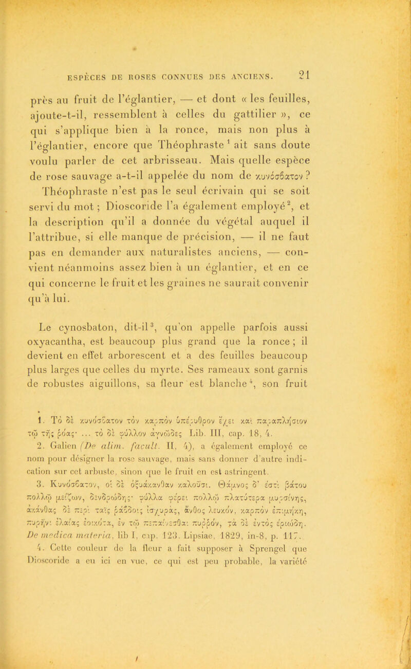 près au fruit de l’églantier, — et dont « les feuilles, ajoute-t-il, ressemblent à celles du gattilier », ce qui s’applique bien a la ronce, mais non plus à l’églantier, encore que Théophraste 1 ait sans doute voulu parler de cet arbrisseau. Mais quelle espèce de rose sauvage a-t-il appelée du nom de y.uvôcrêaxcv ? Théophraste n’est pas le seul écrivain qui se soit servi du mot ; Dioscoride l’a également employé2, et la description qu’il a donnée du végétal auquel il l’attribue, si elle manque de précision, — il ne faut pas en demander aux naturalistes anciens, — con- vient néanmoins assez bien à un églantier, et en ce qui concerne le fruit et les graines ne saurait convenir qu’à lui. Le cynosbaton, dit-il3, qu'on appelle parfois aussi oxyacantha, est beaucoup plus grand que la ronce ; il devient en effet arborescent et a des feuilles beaucoup plus larges que celles du myrte. Ses rameaux sont garnis de robustes aiguillons, sa fleur est blanche4, son fruit 1 To oi xuvo'aoatov xov xapicov urcepuOpov Ë/st xai 7Tapa7rXr[atov tù> pria;- ... tô oà çûXXov àyvwos; Lib. III, cap. 18, 4. 2. Galien (De alim. façult. II, 4), a également employé ce nom pour désigner la rose sauvage, mais sans donner d’autre indi- cation sur cet arbuste, sinon que le fruit en est astringent. 3. KuvoiSaToy, oi 51 6Çu<xy.av9av y.aXoCGt. (txp.voç 8’ sari (Joctou “OÀXtji fjuf^ojv, o-vSpcûor,;- puXXa oapci îioXXop rXarjtapa pLupaivrjç, à/.avOa; o: tocîç pâôoo;; ’.ayjpà;, àvOo; Xsuy.dv, y.apjrôv è~.u.r[y.r], “'jpfjv. cXaitx; EO'.y.fLa, iy Toi rz-r.x: jzïQx’. xuppôv, 5i evto; ËpioiSr). De medica materia, lib I, cip. 123. Lipsiae, 1829, in-8, p. 117. 4. Cette couleur de la fleur a fait supposer à Sprengel que Dioscoride a eu ici en vue, ce qui est peu probable, la variété /