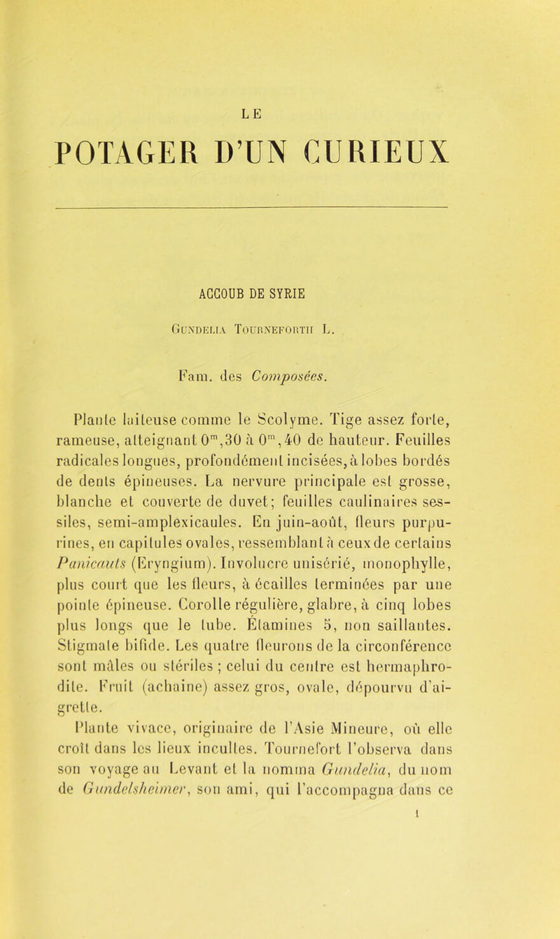 LE POTAGER D’UN CURIEUX AGGOUB DE SYRIE Gdndelïa Toubnefortii L. Fam. des Composées. Piaule laiteuse comme le Scolyme. Tige assez forte, rameuse, atteignant 0m,30 à 0m,40 de hauteur. Feuilles radicales longues, profondément incisées,à lobes bordés de dents épineuses. La nervure principale est grosse, blanche et couverte de duvet; feuilles caulinaires ses- siles, semi-amplexicaules. En juin-août, fleurs purpu- rines, en capitules ovales, ressemblant à ceux de certains Panicauts (Eryngium). Involucre unisérié, monophylle, plus court que les fleurs, à écailles terminées par une pointe épineuse. Corolle régulière, glabre, à cinq lobes plus longs que le tube. Etamines 5, non saillantes. Stigmate bifide. Les quatre fleurons de la circonférence sont mâles ou stériles ; celui du centre est hermaphro- dite. Fruit (achaine) assez gros, ovale, dépourvu d’ai- grette. Plante vivace, originaire de l’Asie Mineure, où elle croît dans les lieux incultes. Tournefort l’observa dans son voyageai! Levant et la nomma Guiulelia, du nom de Gundelsheimer, son ami, qui l’accompagna dans ce