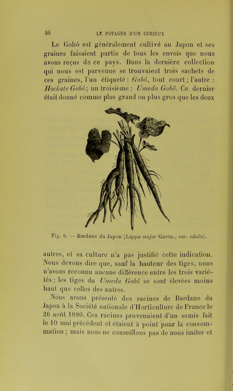 Le Gobô est généralement cultivé au Japon et ses graines faisaient partie de tous les envois que nous avons reçus de ce pays. Dans la dernière collection qui nous est parvenue se trouvaient trois sachets de ces graines, l’un étiqueté : Gobô, tout court ; l’autre : Hockate Gobô\ un troisième : Umeda Gobô. Ce dernier était donné comme plus grand ou plus gros que les deux Fig. 9. — Bardane du Japon (Lappa major Gærln., var. edulis). autres, et sa culture n’a pas justifié cette indication. Nous devons dire que, sauf la hauteur des tiges, nous n’avons reconnu aucune différence entre les trois varié- tés ; les tiges du Umeda Gobô se sont élevées moins haut que celles des autres. Nous avons présenté des racines de Bardane du Japon à la Société nationale d’Horticulture de France le 26 août 1880. Ces racines provenaient d’un semis fait le 10 mai précédent et étaient à point pour la consom- mation ; mais nous ne conseillons pas de nous imiter et