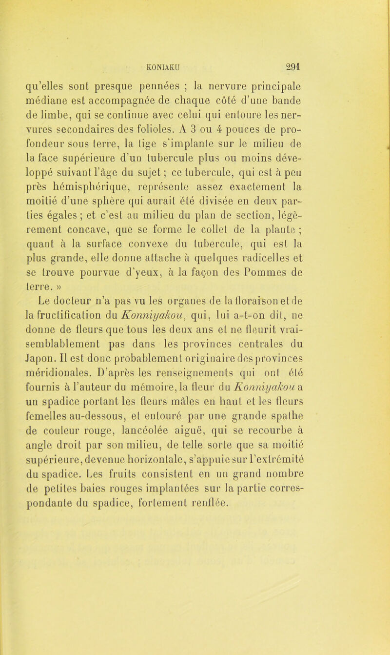 qu’elles sont presque pennées ; la nervure principale médiane est accompagnée de chaque côté d’une bande de limbe, qui se continue avec celui qui entoure les ner- vures secondaires des folioles. A 3 ou 4 pouces de pro- fondeur sous terre, la lige s’implante sur le milieu de la face supérieure d’uu tubercule plus ou moins déve- loppé suivant l’âge du sujet ; ce tubercule, qui est cà peu près hémisphérique, représente assez exactement la moitié d’une sphère qui aurait été divisée en deux par- ties égales; et c’est au milieu du plan de section, légè- rement concave, que se forme le collet de la plante ; quant à la surface convexe du tubercule, qui est la plus grande, elle donne attache cà quelques radicelles et se trouve pourvue d’yeux, à la façon des Pommes de terre. » Le docteur n’a pas vu les organes de la floraison et de la fructification du Konniyakou, qui, lui a-t-on dit, ne donne de tleurs que tous les deux ans et ne fleurit vrai- semblablement pas dans les provinces centrales du Japon. Il est donc probablement originaire des provinces méridionales. D’après les renseignements qui ont été fournis à l’auteur du mémoire, la fleur du Konniyakou. a un spadice portant les (leurs mâles en haut et les fleurs femelles au-dessous, et entouré par une grande spalhe de couleur rouge, lancéolée aiguë, qui se recourbe à angle droit par son milieu, de telle sorte que sa moitié supérieure, devenue horizontale, s’appuie sur l’extrémité du spadice. Les fruits consistent en un grand nombre de petites haies rouges implantées sur la partie corres- pondante du spadice, fortement renflée.