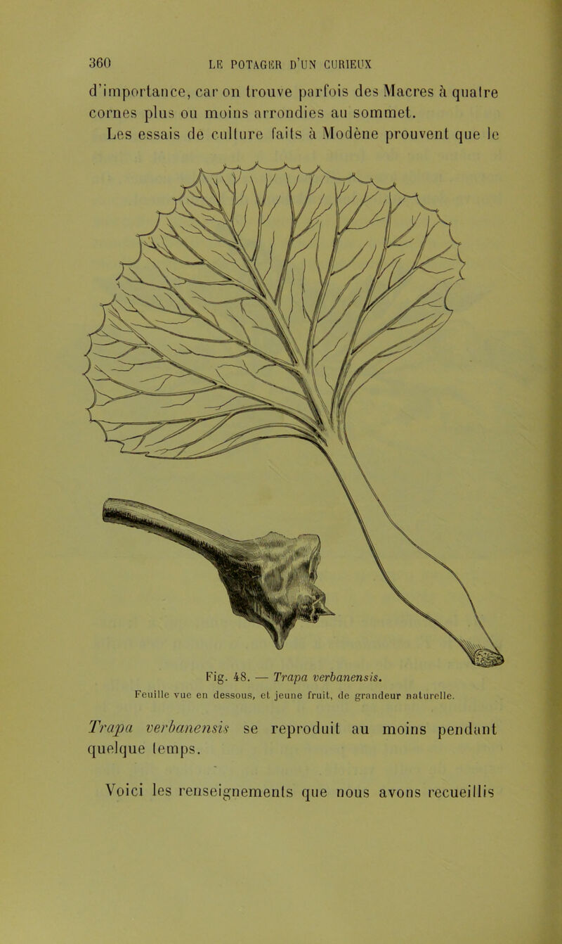 d’importance, car on trouve parfois des Macres à quaire cornes plus ou moins arrondies au sommet. Les essais de culture faits à Modène prouvent que le Fig. 48. — Trapa verbanensis. Feuille vue en dessous, et jeune fruit, de grandeur naturelle. Trapa verbanensis se reproduit au moins pendant quelque temps. Voici les renseignements que nous avons recueillis