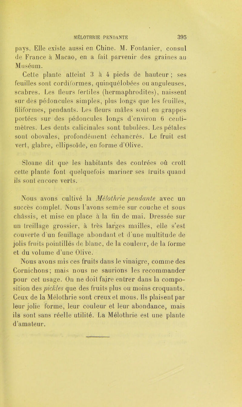 pays. Elle existe aussi en Chine. M. Fontanier, consul de France à Macao, en a fait parvenir des graines au Muséum. Cette plante atteint 3 à 4 pieds de hauteur ; ses feuilles sont cordiformes, quinquélobées ou anguleuses, scabres. Les fleurs fertiles (hermaphrodites), naissent sur des pédoncules simples, plus longs que les feuilles, filiformes, pendants. Les fleurs mâles sont en grappes portées sur des pédoncules longs d’environ 6 centi- mètres. Les dents calicinales sont tubulées. Les pétales sout obovales, profondément échancrés. Le fruit est vert, glabre, ellipsoïde, en forme d’Olive. Sloane dit que les habitants des contrées où croît cette plante font quelquefois mariner ses Iruils quand ils sont encore verts. Nous avons cultivé la Mélothrie pendante avec un succès complet. Nous l’avons semée sur couche et sous châssis, et mise en place à la fin de mai. Dressée sur un treillage grossier, à très larges mailles, elle s’est couverte d'un feuillage abondant et d’une multitude de jolis fruits pointillés de blanc, de la couleur, de la forme et du volume d’une Olive. Nous avons mis ces fruits dans le vinaigre, comme des Cornichons; mais nous ne saurions les recommander pour cet usage. Ou ne doit fajre entrer dans la compo- sition des pickles que des fr uits plus ou moins croquants. Ceux de la Mélothrie sont creux et mous. Ils plaisent par leur jolie forme, leur couleur et leur abondance, mais ils sont sans réelle utilité. La Mélothrie est une plante d’amateur.