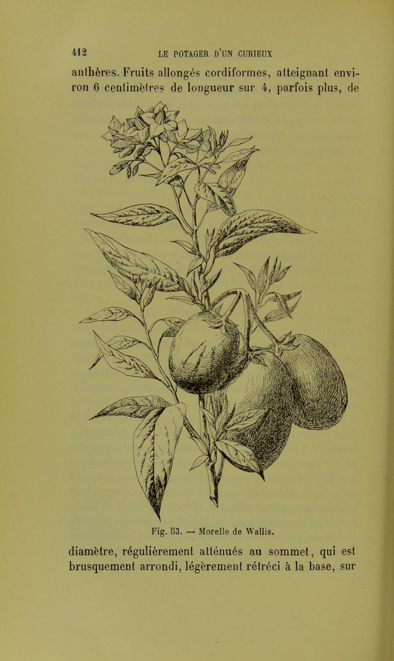 anthères. Fruits allongés cordiformes, atteignant envi- ron 6 centimètres de longueur sur 4, parfois plus, de Fig. 53. — Morelle de Wallis. diamètre, régulièrement atténués au sommet, qui est brusquement arrondi, légèrement rétréci à la base, sur