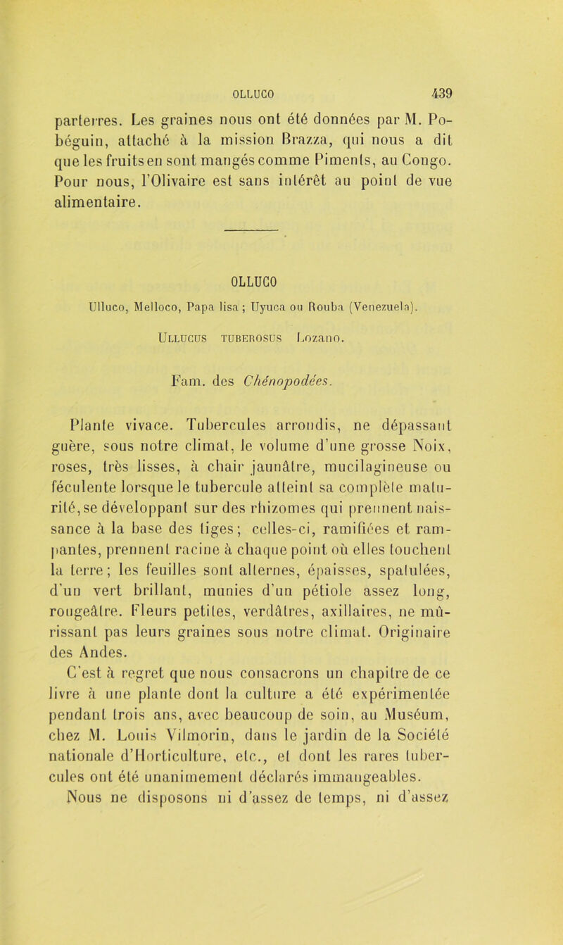 parterres. Les graines nous ont été données par M. Po- béguin, attaché à la mission Brazza, qui nous a dit que les fruits en sont mangés comme Piments, au Congo. Pour nous, l’Olivaire est sans intérêt au point de vue alimentaire. OLLUGO Ulluco, Melloco, Papa lisa ; Uyuca ou Rouba (Venezuela). Ullucus tubebosus Lozano. Fam. des Chénopodées. Plante vivace. Tubercules arrondis, ne dépassant guère, sous notre climat, Je volume d’une grosse Noix, roses, très lisses, à chair jaunâtre, mucilagineuse ou féculente lorsque le tubercule atteint sa complèle matu- rité, se développant sur des rhizomes qui prennent nais- sance à la base des tiges; celles-ci, ramifiées et ram- pantes, prennent racine à chaque point où elles touchent la terre; les feuilles sont alternes, épaisses, spalulées, d'un vert brillant, munies d’un pétiole assez long, rougeâtre. Fleurs petites, verdâtres, axillaires, ne mû- rissant pas leurs graines sous notre climat. Originaire des Andes. C'est à regret que nous consacrons un chapitre de ce livre à une plante dont la culture a été expérimentée pendant trois ans, avec beaucoup de soin, au Muséum, chez M. Louis Vilmorin, dans le jardin de la Société nationale d’Horticulture, etc., et dont les rares tuber- cules ont été unanimement déclarés immangeables. Nous ne disposons ni d’assez de temps, ni d’assez