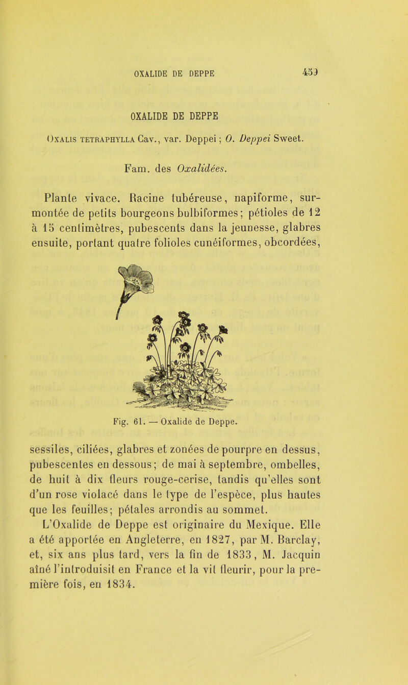 453 OXALIDE DE DEPPE Oxalis tetraphylla Cav., var. Deppei ; O. Deppei Sweet. Plante vivace. Racine tubéreuse, napiforme, sur- montée de petits bourgeons bulbiformes ; pétioles de 12 à 15 centimètres, pubescents dans la jeunesse, glabres ensuite, portant quatre folioles cunéiformes, obcordées, sessiles, ciliées, glabres et zonées de pourpre en dessus, pubescentes en dessous; de mai à septembre, ombelles, de huit à dix fleurs rouge-cerise, tandis qu’elles sont d’un rose violacé dans le type de l’espèce, plus hautes que les feuilles; pétales arrondis au sommet. L’Oxalide de Deppe est originaire du Mexique. Elle a été apportée en Angleterre, en 1827, parM. Barclay, et, six ans plus lard, vers la fin de 1833, M. Jacquin aîné l’introduisit en France et la vit fleurir, pour la pre- mière fois, en 1834. Fam. des Oxalidées. Fig. 61. — Oxalide de Deppe.