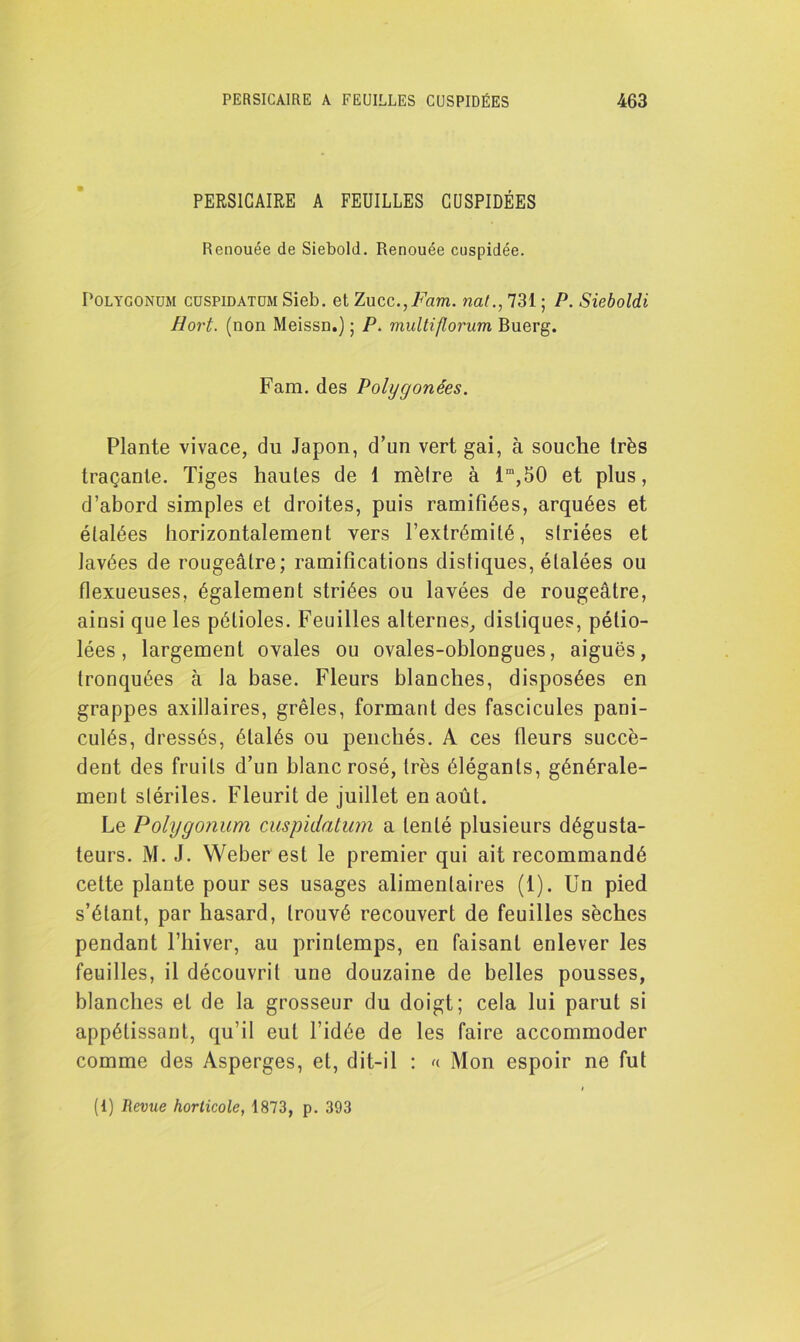 PERSICAIRE A FEUILLES CUSPIDÉES Renouée de Siebold. Renouée cuspidée. Polygonum cuspidatüm Sieb. et Zucc.,Fam. nat., 731 ; P. Sieboldi Hovt. (non Meissn.) ; P. multiflorum Buerg. Fam. des Polygonées. Plante vivace, du Japon, d’un vert gai, à souche très traçante. Tiges haules de 1 mèfre à lm,50 et plus, d’abord simples et droites, puis ramifiées, arquées et élalées horizontalement vers l’extrémité, slriées et lavées de rougeâtre; ramifications distiques, élalées ou flexueuses, également striées ou lavées de rougeâtre, ainsi que les pétioles. Feuilles alternes, distiques, pétio- lées, largement ovales ou ovales-oblongues, aiguës, tronquées à la base. Fleurs blanches, disposées en grappes axillaires, grêles, formant des fascicules pani- culés, dressés, étalés ou penchés. A ces fleurs succè- dent des fruits d’un blanc rosé, très élégants, générale- ment stériles. Fleurit de juillet en août. Le Polygonum cuspidatum a tenté plusieurs dégusta- teurs. M. J. Weber est le premier qui ait recommandé cette plante pour ses usages alimentaires (1). Un pied s’étant, par hasard, trouvé recouvert de feuilles sèches pendant l’hiver, au printemps, en faisant enlever les feuilles, il découvrit une douzaine de belles pousses, blanches et de la grosseur du doigt; cela lui parut si appétissant, qu’il eut l’idée de les faire accommoder comme des Asperges, et, dit-il : « Mon espoir ne fut (1) Revue horticole, 1873, p. 393