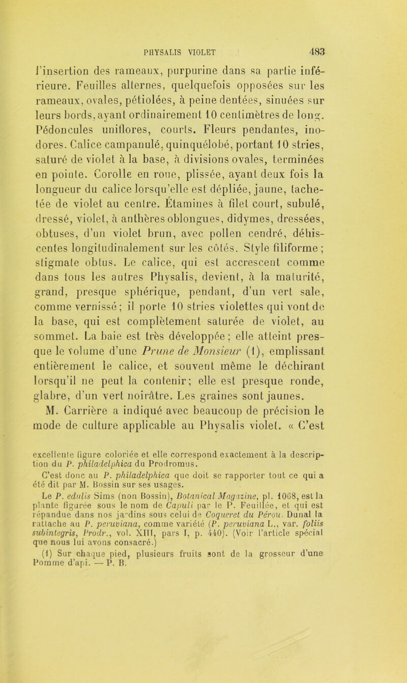 l'insertion des rameaux, purpurine dans sa partie infé- rieure. Feuilles alternes, quelquefois opposées sur les rameaux, ovales, pétiolées, à peine dentées, sinuées sur leurs bords, ayant ordinairement 10 centimètres de long. Pédoncules unitlores, courts. Fleurs pendantes, ino- dores. Calice campanulé, quinquélobé, portant 10 stries, saturé de violet à la base, à divisions ovales, terminées en pointe. Corolle en roue, plissée, ayant deux fois la longueur du calice lorsqu’elle est dépliée, jaune, tache- tée de violet au centre. Étamines à lllet court, subulé, dressé, violet, à anthères oblongues, didymes, dressées, obtuses, d’un violet brun, avec pollen cendré, déhis- centes longitudinalement sur les côtés. Style filiforme ; stigmate obtus. Le calice, qui est accrescent comme dans tous les autres Physalis, devient, à la maturité, grand, presque sphérique, pendant, d’un vert sale, comme vernissé; il porte 10 stries violettes qui vont de la base, qui est complètement saturée de violet, au sommet. La baie est très développée; elle atteint pres- que le volume d’une Prune de Monsieur (1), emplissant entièrement le calice, et souvent même le déchirant lorsqu’il ne peut la contenir; elle est presque ronde, glabre, d’un vert noirâtre. Les graines sont jaunes. M. Carrière a indiqué avec beaucoup de précision le mode de culture applicable au Physalis violet. « C’est excellenle figure coloriée et elle correspond exactement à la descrip- tion du P. philadelphica du Prodromes. C’est donc au P. philadelphica que doit se rapporter tout ce qui a été dit par M. Bossin sur ses usages. Le P. edulis Sims (non Bossin), Botanical Magazine, pl. 1008, est la plante figurée sous le nom de Capuli par le P. Feuillée, et qui est répandue dans nos ja-dins sous celui de Coqueret du Pérou. Dunal la rattache au P. pcruviana, comme variélé (P. peruviana L., var. foliis subintegris, Prodr., vol. XIII, pars I, p. 440). (Voir l’article spécial que nous lui avons consacré.) (1) Sur chaque pied, plusieurs fruits sont de la grosseur d’une Pomme d’api. — P. B.