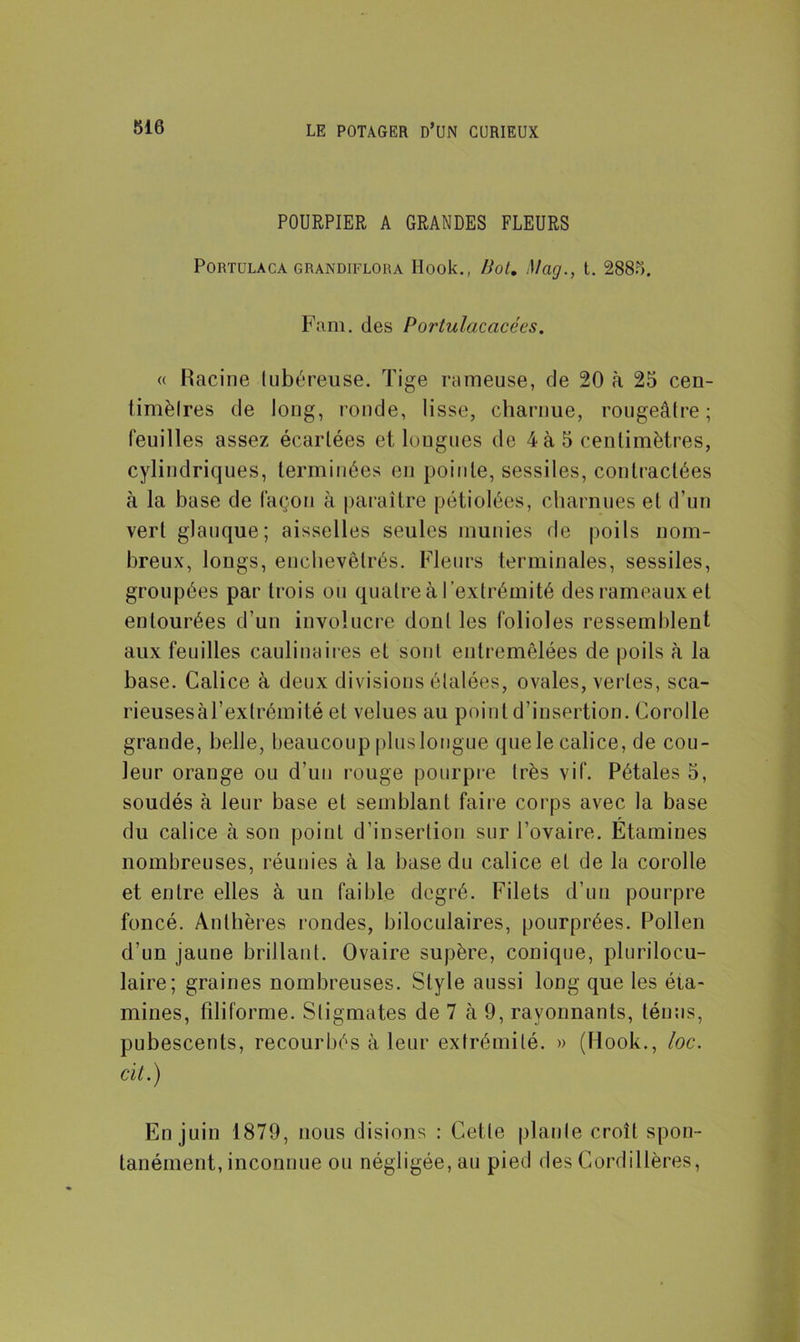 POURPIER A GRANDES FLEURS PORTULACA GRAND1FLORA Hook., Ilot. Mdg., t. 2885. Fam. des Portulacacées. « Racine tubéreuse. Tige rameuse, de 20 à 25 cen- timètres de long, ronde, lisse, charnue, rougeâtre; feuilles assez écartées et longues de 4 à 5 centimètres, cylindriques, terminées en pointe, sessiles, contractées à la base de façon à paraître pétiolées, charnues et d’un vert glauque; aisselles seules munies de poils nom- breux, longs, enchevêtrés. Fleurs terminales, sessiles, groupées par trois un quatre à l ’extrémité des rameaux et entourées d’un involucre dont les folioles ressemblent aux feuilles caulinaires et sont entremêlées de poils à la base. Calice à deux divisions étalées, ovales, vertes, sca- rieusesàl’exlrémité et velues au point d’insertion. Corolle grande, belle, beaucoup pluslongue que le calice, de cou- leur orange ou d’un rouge pourpre très vif. Pétales 5, soudés à leur base et semblant faire corps avec la base du calice à son point d’insertion sur l’ovaire. Etamines nombreuses, réunies à la base du calice et de la corolle et entre elles à un faible degré. Filets d’un pourpre foncé. Anthères rondes, biloculaires, pourprées. Pollen d’un jaune brillant. Ovaire supère, conique, plurilocu- laire; graines nombreuses. Style aussi long que les éta- mines, filiforme. Stigmates de 7 à 9, rayonnants, ténus, pubescents, recourbés à leur extrémité. » (Hook., loc. cil.) En juin 1879, nous disions : Celle plante croît spon- tanément, inconnue ou négligée, au pied des Cordillères,