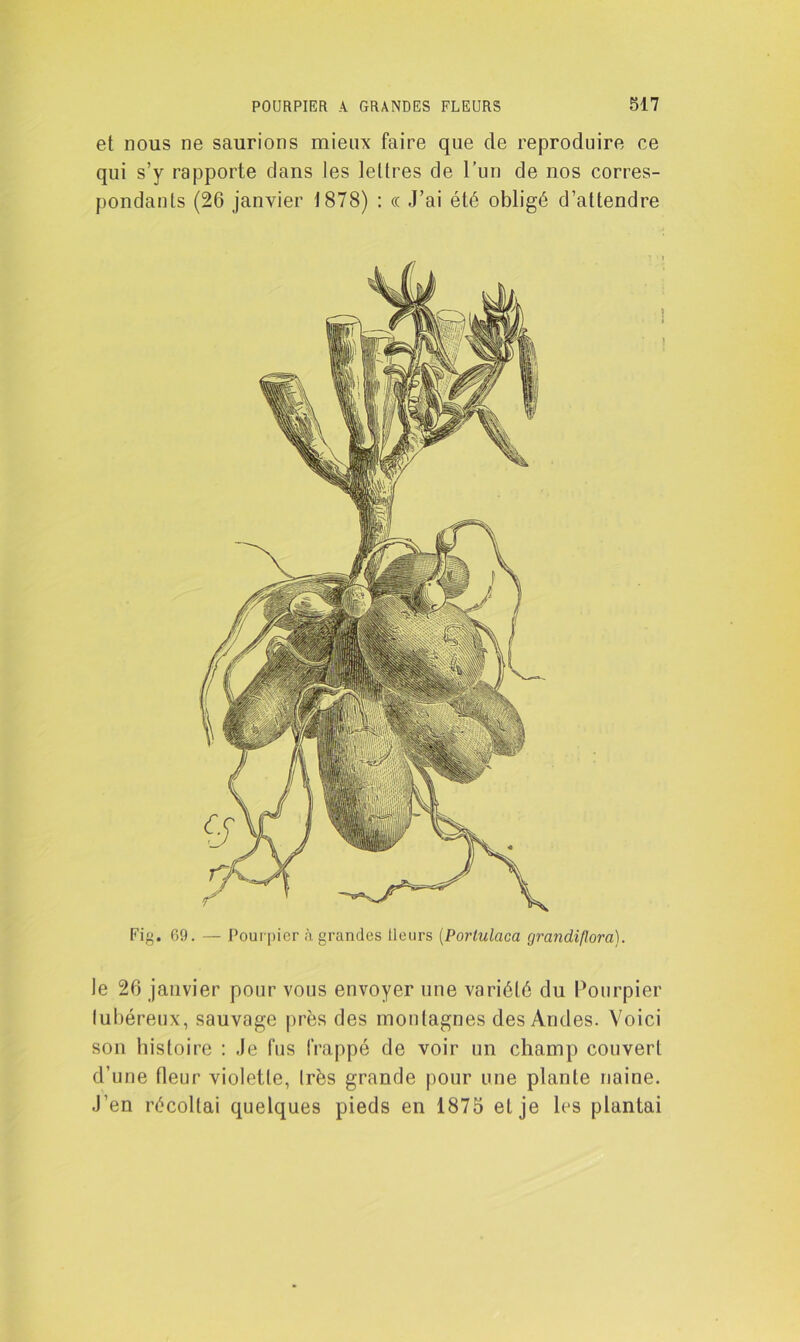 et nous ne saurions mieux faire que de reproduire ce qui s’y rapporte clans les lettres de l’un de nos corres- pondants (26 janvier 1878) : « J’ai été obligé d’attendre \ i Fig. 69. — Pourpier à grandes tleurs (Portulaca grandiflora). le 26 janvier pour vous envoyer une variété du Pourpier lubéreux, sauvage près des montagnes des Andes. Voici son histoire : Je fus frappé de voir un champ couvert d’une fleur violette, très grande pour une plante naine. J’en récoltai quelques pieds en 1875 et je les plantai