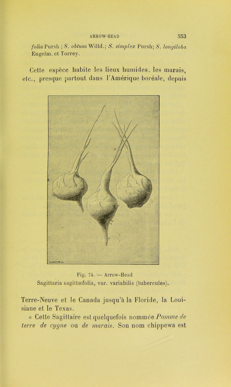 folia Pursh ; 5. obtusa Willd.; S. simplex Pursh; S. longiloba Engelm. et Torrey. Cetle espèce habite les lieux humides, les marais, etc., presque partout dans l’Amérique boréale, depuis Fig. 74. — Arrow-Head Sagittaria sagillæfolia, var. variabilis (tubercules). Terre-Neuve et le Canada jusqu’à la Floride, la Loui- siane et le Texas. « Cette Sagittaire est quelquefois nommée Pomme de terre de cygne ou de marais. Son nom chippewa est