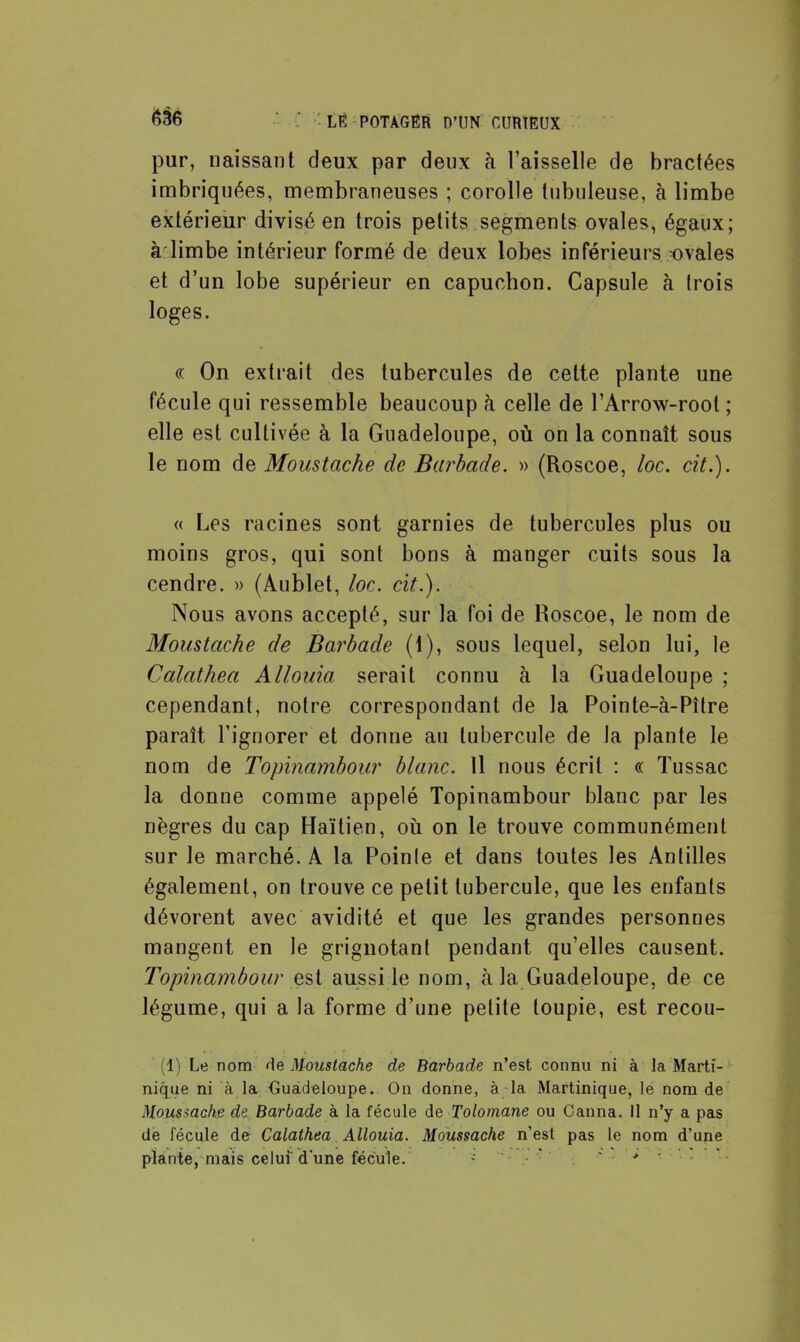 pur, naissant deux par deux à Vaisselle de bractées imbriquées, membraneuses ; corolle tubuleuse, à limbe extérieur divisé en trois petits segments ovales, égaux; à limbe intérieur formé de deux lobes inférieurs ovales et d’un lobe supérieur en capuchon. Capsule à trois loges. « On extrait des tubercules de cette plante une fécule qui ressemble beaucoup à celle de l’Arrow-root ; elle est cultivée à la Guadeloupe, où on la connaît sous le nom de Moustache de Barbade. » (Roscoe, loc. cit.). « Les racines sont garnies de tubercules plus ou moins gros, qui sont bons à manger cuits sous la cendre. » (Aublet, loc. cit.). Nous avons accepté, sur la foi de Roscoe, le nom de Moustache de Barbade (1), sous lequel, selon lui, le Calathea Allouia serait connu à la Guadeloupe ; cependant, notre correspondant de la Pointe-à-Pître paraît l’ignorer et donne au tubercule de la plante le nom de Topinambour blanc. Il nous écrit : « Tussac la donne comme appelé Topinambour blanc par les nègres du cap Haïtien, où on le trouve communément sur le marché. A la Pointe et dans toutes les Antilles également, on trouve ce petit tubercule, que les enfants dévorent avec avidité et que les grandes personnes mangent en le grignotant pendant qu’elles causent. Topinambour est aussi le nom, à la Guadeloupe, de ce légume, qui a la forme d’une petite toupie, est recou- (1) Le nom de Moustache de Barbade n’est connu ni à la Marti- nique ni à la Guadeloupe. On donne, à la Martinique, le nom de Moustache de Barbade à la fécule de Tolomane ou Canna. 11 n’y a pas de fécule de Calathea Allouia. Moussache n’est pas le nom d’une plante, mais celui'd'une fécule. - ■ ’ - > -