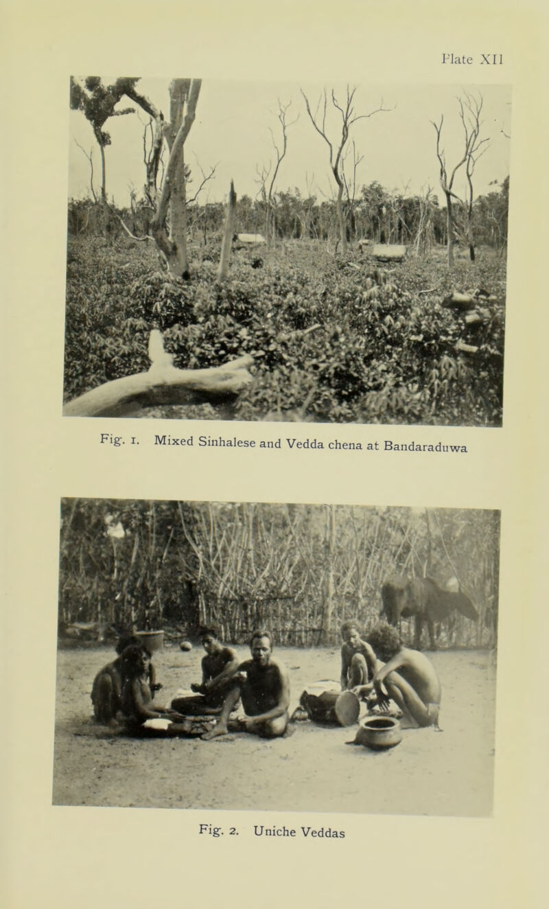 Fig. i. Mixed Sinhalese and Vedda chena at Bandaraduwa Fig. 2. Uniche Veddas