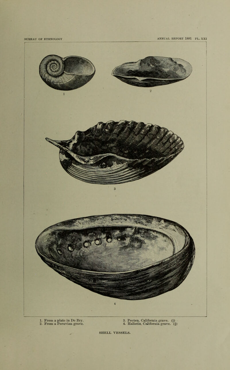 1. From a plate in Do Dry. 3. Pecten, California grave. (}) 2. From a Peruvian grave. 4. Haliotis, CaJifornia grave. (J) ANNUAL REPORT 1881 I’L. XXI SHELL VESSELS.