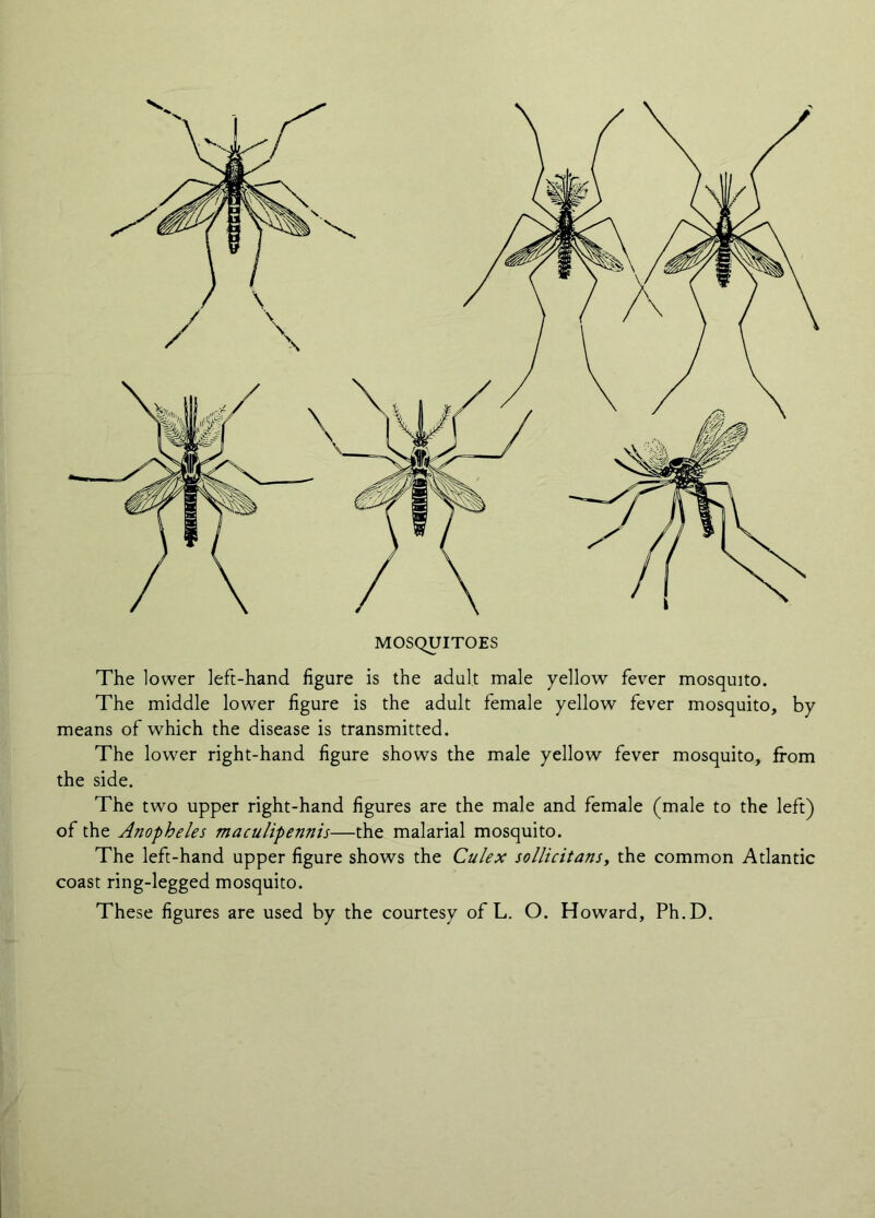 The lower left-hand figure is the adult male yellow fever mosquito. The middle lower figure is the adult female yellow fever mosquito, by means of which the disease is transmitted. The lower right-hand figure shows the male yellow fever mosquito, from the side. The two upper right-hand figures are the male and female (male to the left) of the Anopheles maculipennis—the malarial mosquito. The left-hand upper figure shows the Culex sollicitansy the common Atlantic coast ring-legged mosquito. These figures are used by the courtesy of L. O. Howard, Ph.D.