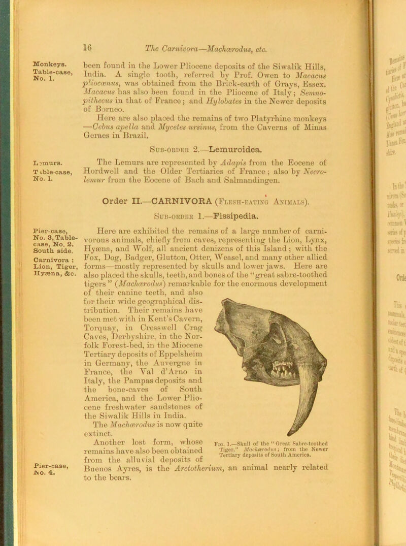 Monkeys. Table-case, No. 1. L imurs. T ible-case, No. 1. Pier-case, No. 3, Table- case, No. 2. South side. Carnivora : Lion, Tiger, Hyeena, &c. Pier-case, No. 4. The Carnivora—Machcerodus, etc. been found in the Lower Pliocene deposits of the Siwalik Hills, India. A single tooth, referred by Pi-of. Owen to Macacus plioc(enns, was obtained from the Brick-earth of Grays, Essex. Macacus has also been found in the Pliocene of Italy; Semno- piihecus in that of France; and llylohates in the Newer deposits of Borneo. Here are also placed the remains of two Platyrhine monkeys —Cehus apella and Myceies ursinus, from the Caverns of Minas Geraes in Brazil. Sub-order 2.—Lemuroidea. The Lemurs are represented by Adapis from the Eocene of Hordwell and the Older Tertiaries of France ; also by Necro- lemur from the Eocene of Bach and Salmandingen. Order II.—CARNIVORA (Flesh-eating Animals). Sub-order 1.—Fissipedia. Here are exhibited the remains of a large number of carni- vorous animals, chiefly from caves, representing the Lion, Lynx, Hyeena, and Wolf, all ancient denizens of this Island ; with the Fox, Dog, Badger, Glutton, Otter, Weasel, and many other allied forms—mostly represented by skulls and lower jaws. Here are also placed the skulls, teeth, and bones of the “great sabre-toothed tigers ” (MacJucrodus) remarkable for the enormous development of their canine teeth, and also for their wide geographical dis- tribution. Their remains have been met with in Kent’s Cavern, Torquay, in Cresswell Crag Caves, Derbyshire, in the Nor- folk Forest-bed, in the Miocene Tertiary deposits of Eppelsheim in Germany, the Auvergne in France, the Val d’Arno in Italy, the Pampas deposits and the bone-caves of South America, and the Lower Plio- cene freshwater sandstones of the Siwalik Hills in India. The Machcerodus is now quite extinct. Another lost form, whose remains have also been obtained from the alluvial deposits of Buenos Ayres, is the Arctotherium, an animal nearly related to the bears. Fig. 1.—Skull of the “Great Sabre-toothed Tiger.” Machoarodv.*; from the Newer Tertiary deposits of South America.