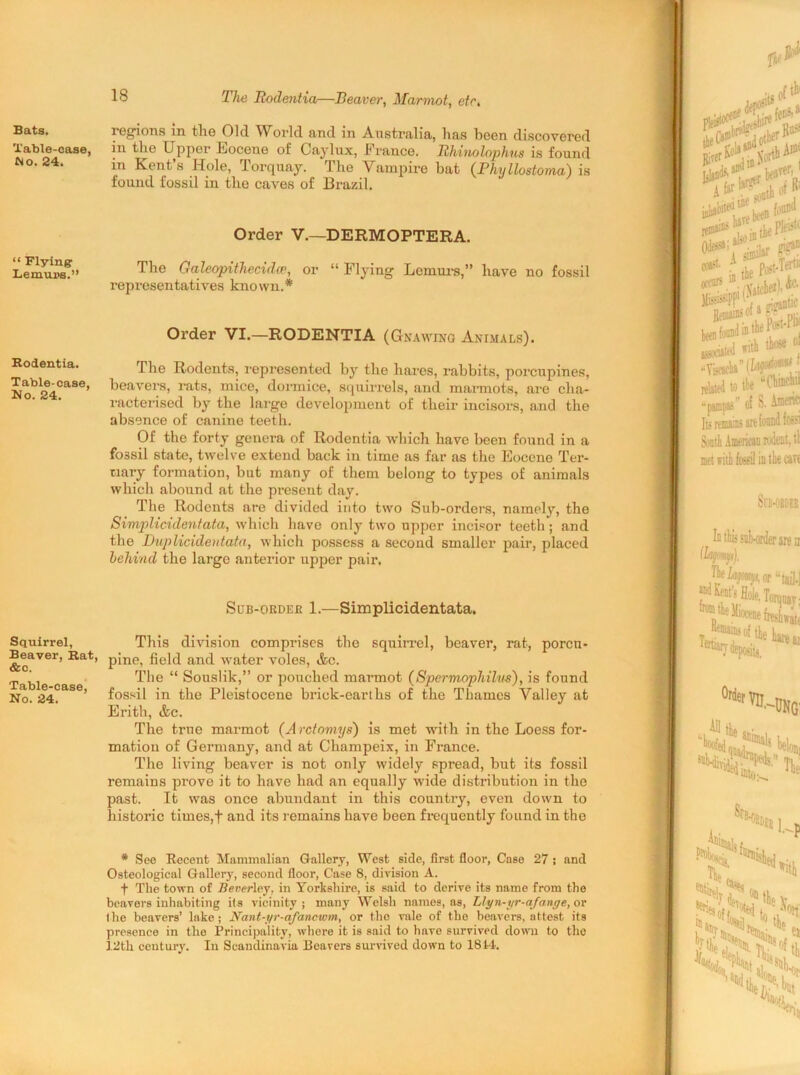 Bats. Table-case, No. 24. “ Flying Lemurs.” Rodentia. Table-case, No. 24. Squirrel, Beaver, Rat, &c. Table-case, No. 24. 18 The Rodentia—Reaver, Marmot, etc. regions in the Old World and in Australia, has been discovered in the Upper Eocene of Caylux, France. Rhinolnphus is found in Kent s Hole, Torquay. Ihe Vampire bat (Phyllostoma) is found fossil in the caves of Brazil. Order V.—DERMOPTERA. The Galeopithecidcr, or “ Flying Lemurs,” have no fossil representatives known.* Order VI.—RODENTIA (Gnawing Animals). The Rodents, represented by the hares, rabbits, porcupines, beavers, rats, mice, dormice, squirrels, and maimots, are cha- racterised by the large development of their incisors, and the absence of canine teeth. Of the forty genera of Rodentia which have been found in a fossil state, twelve extend back in time as far as the Eocene Ter- nary formation, but many of them belong to types of animals which abound at the present day. The Rodents are divided into two Sub-orders, namely, the Simplicidentata, which have only two upper incisor teeth; and the Duplicidentata, which possess a second smaller pair, placed behind the large anterior upper pair. Sub-okdeb 1.—Simplicidentata. This division comprises the squirrel, beaver, rat, porcu- pine, field and water voles, &c. The “ Souslik,” or pouched marmot (Spermophilvs), is found fossil in the Pleistocene brick-earths of the Thames Valley at Erith, &c. The true marmot (A rctomys) is met with in the Loess for- mation of Germany, and at Champeix, in France. The living beaver is not only widely spread, but its fossil remains prove it to have had an equally wide distribution in the past. It was once abundant in this country, even down to historic times,f and its remains have been frequently found in the * See Recent Mammalian Gallery, West side, first floor, Case 27: and Osteological Gallery, second floor, Case 8, division A. f The town of Beverley, in Yorkshire, is said to derive its name from the beavers inhabiting its vicinity; many Welsh names, as, Llyn-yr-afange, or the beavers’ lake; Nant-yr-afancwm, or the vale of the beavers, attest it3 presence in the Principality, where it is said to have survived down to the 12th century. In Scandinavia Heavers survived down to 1814.